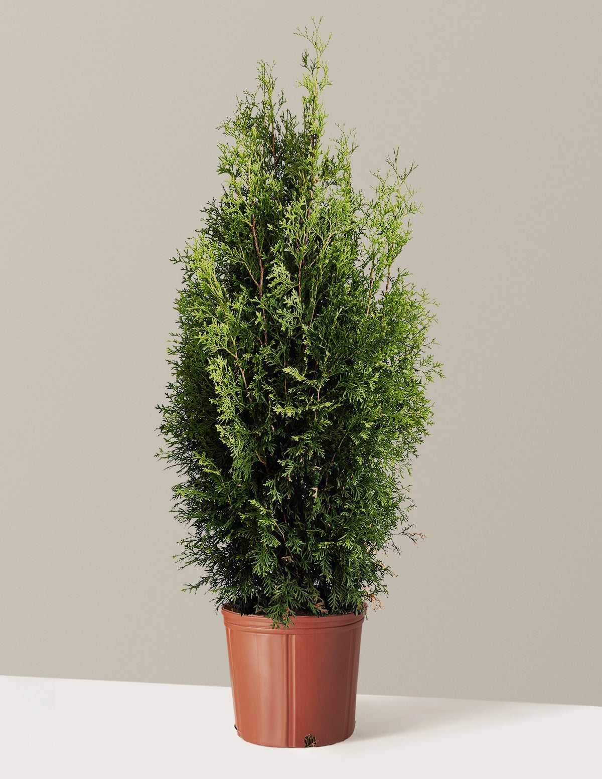 Private JetTM Arborvitae
