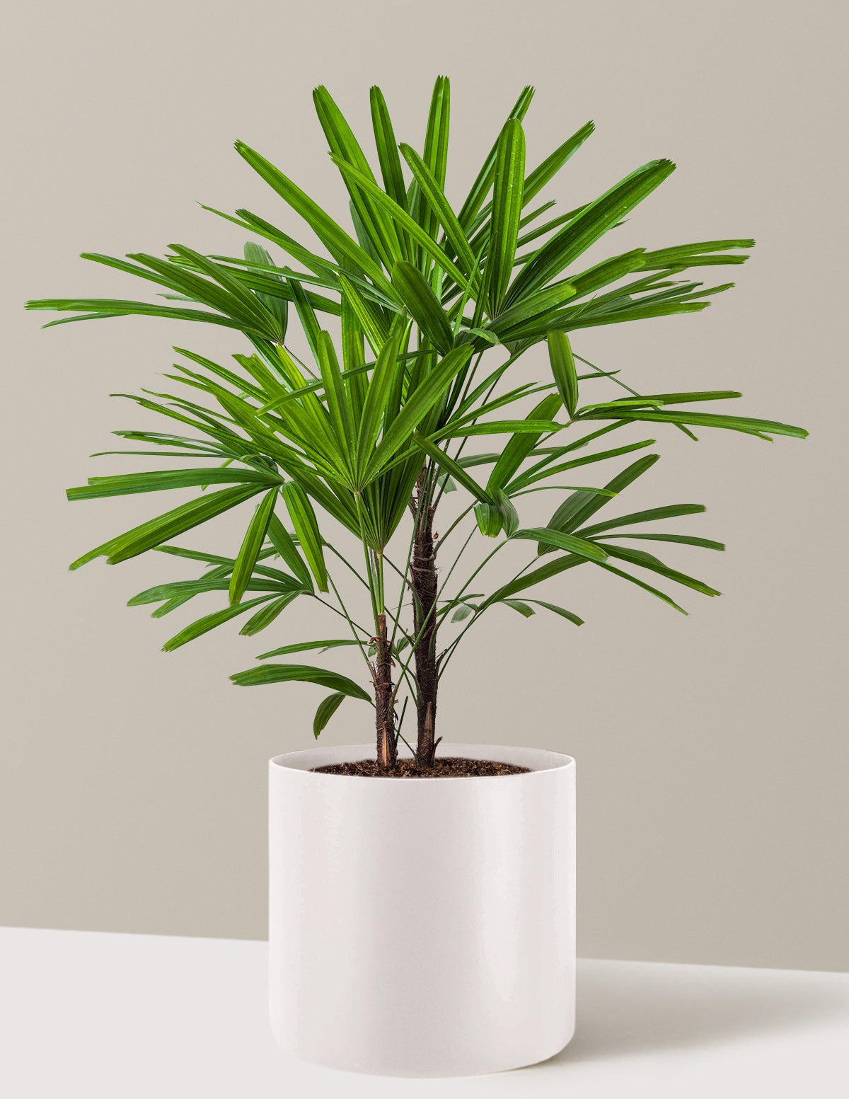 Large Lady Palm