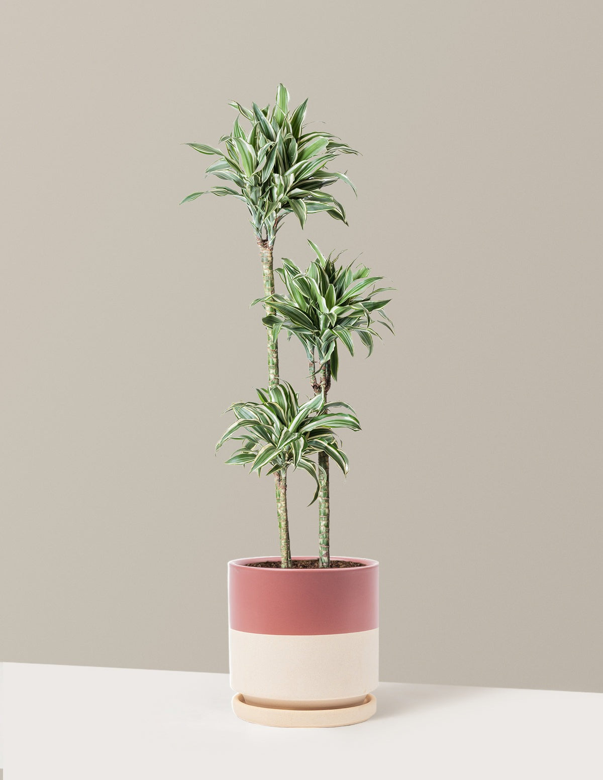 Large Dracaena Warneckii White Jewel