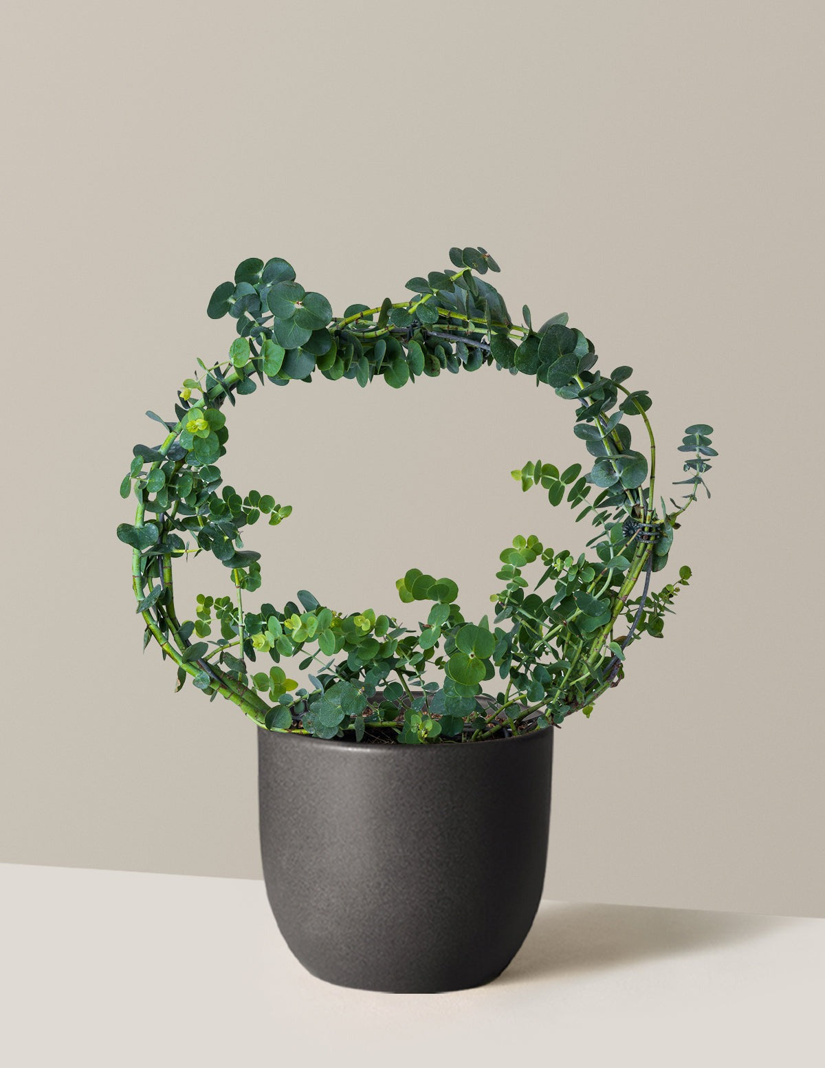 Potted Live Eucalyptus Hoop