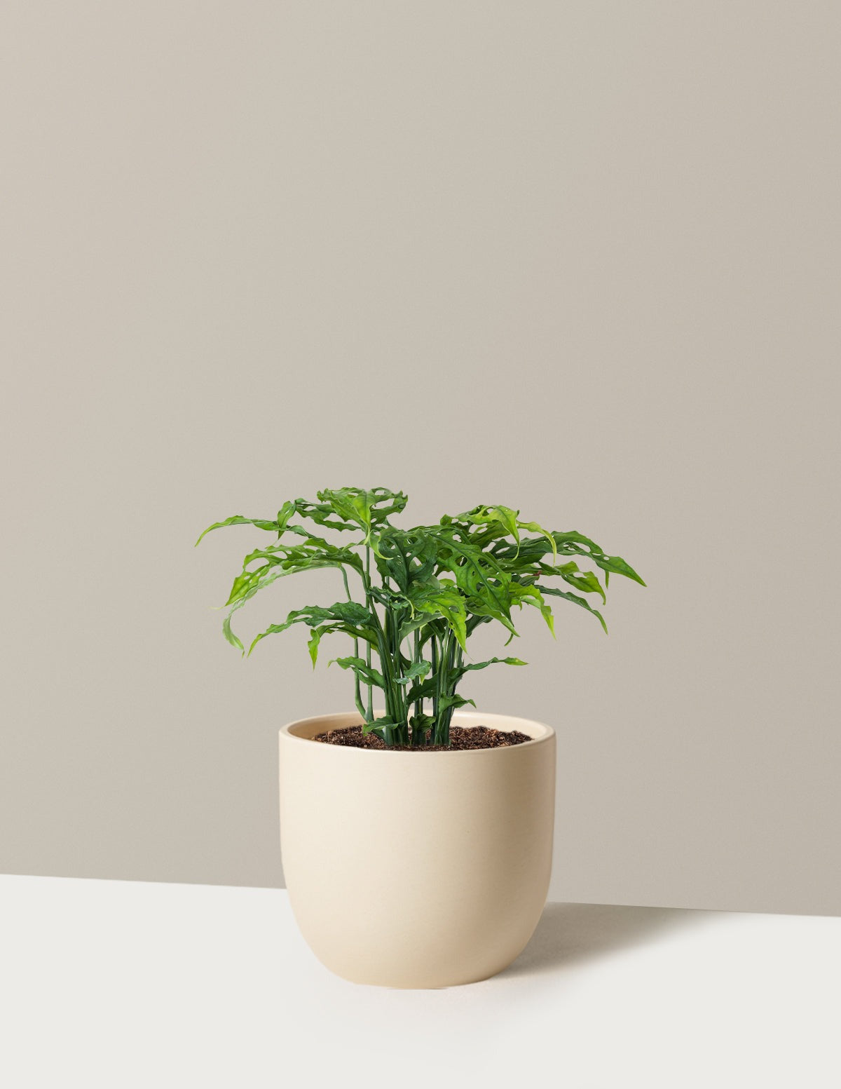 Rare Monstera Obliqua