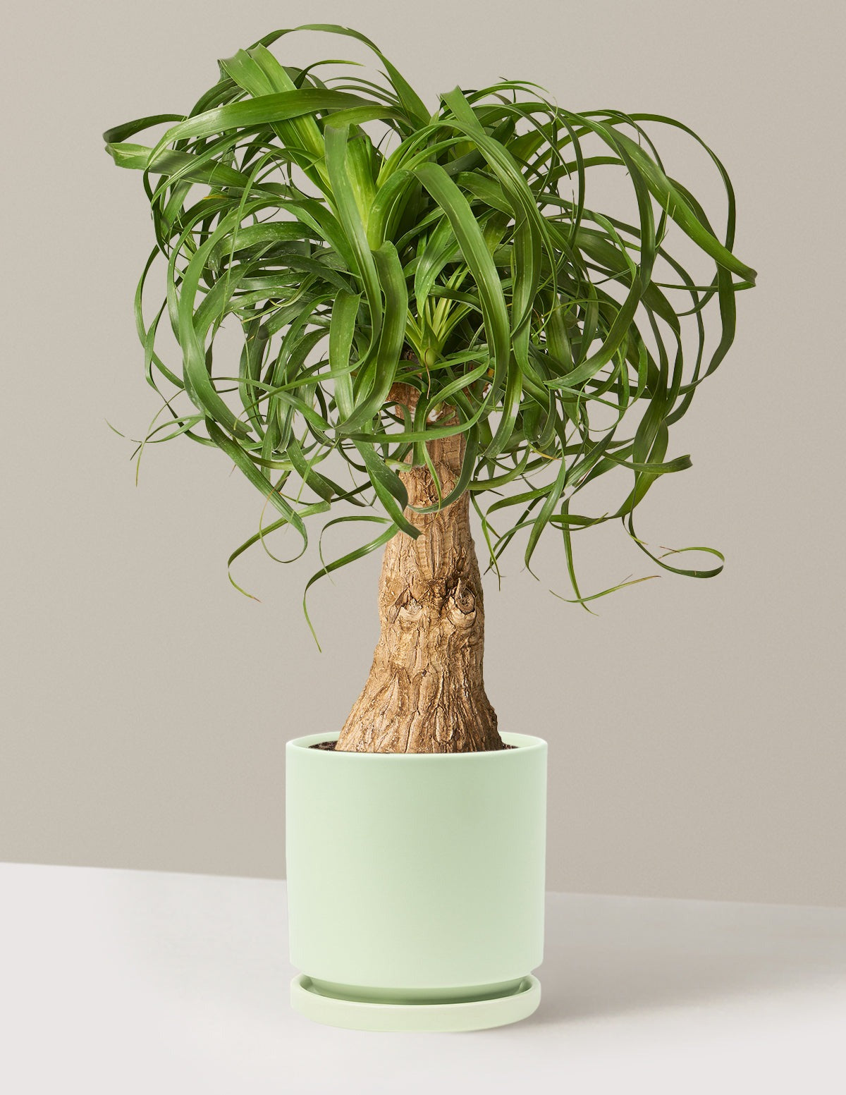 Ponytail Palm
