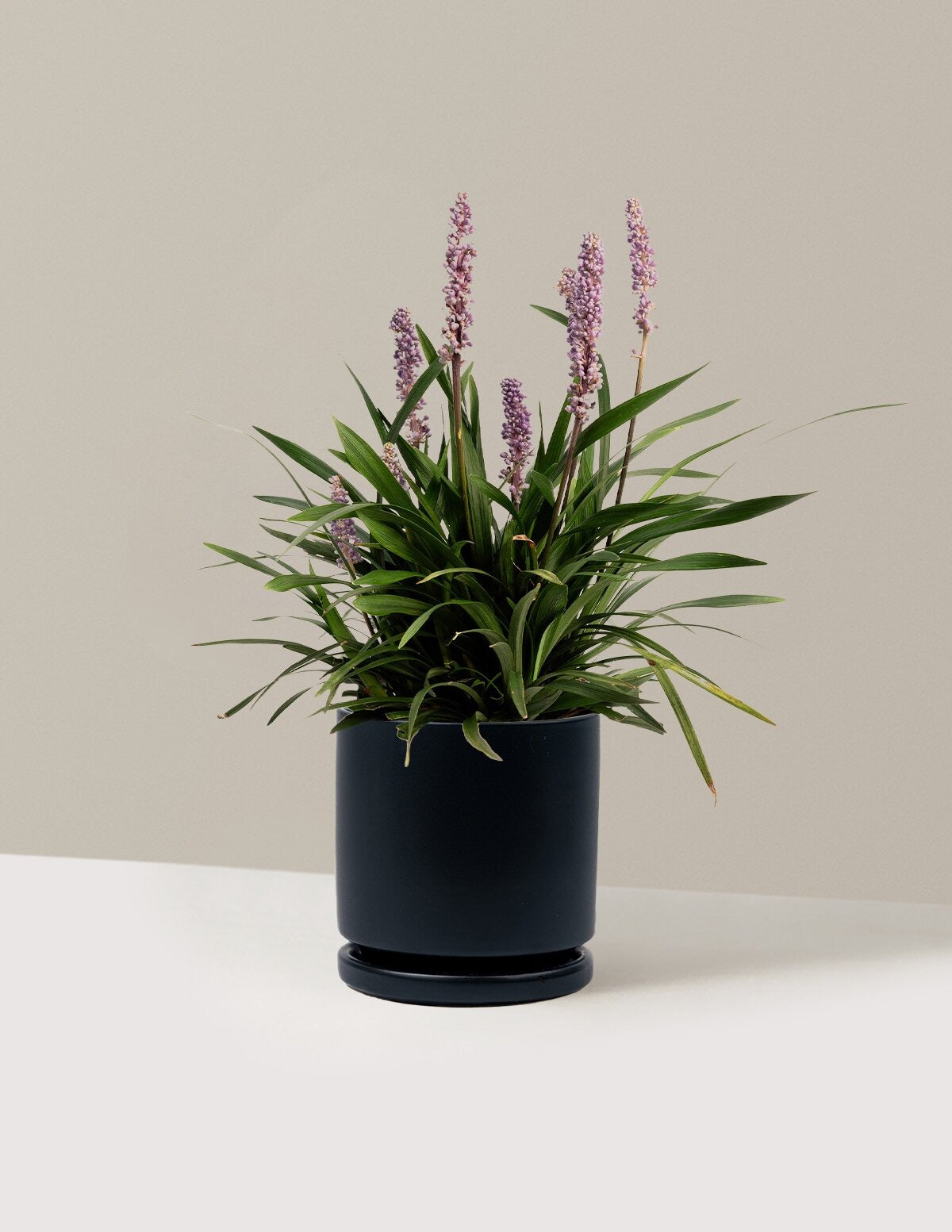 Purple ExplosionTM Lilyturf