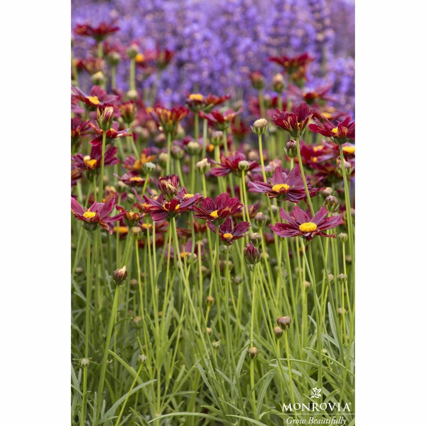 Li'l BangTM Red Elf Coreopsis