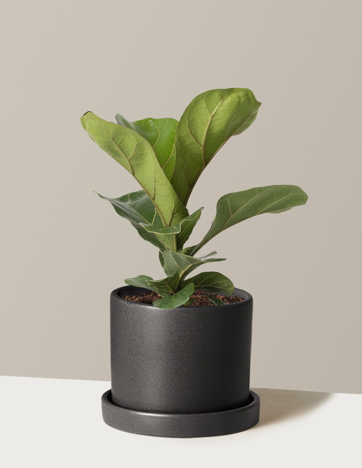 Fiddle Leaf Fig Bush