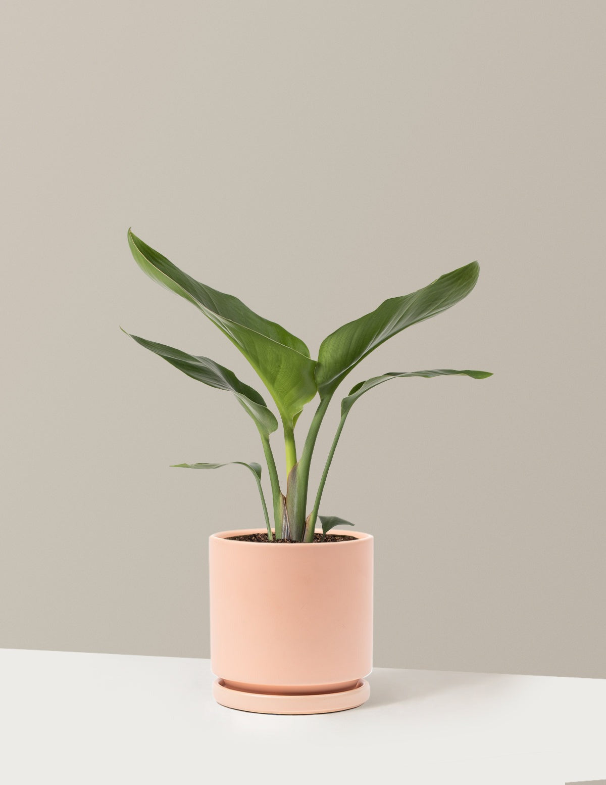 Bird of Paradise