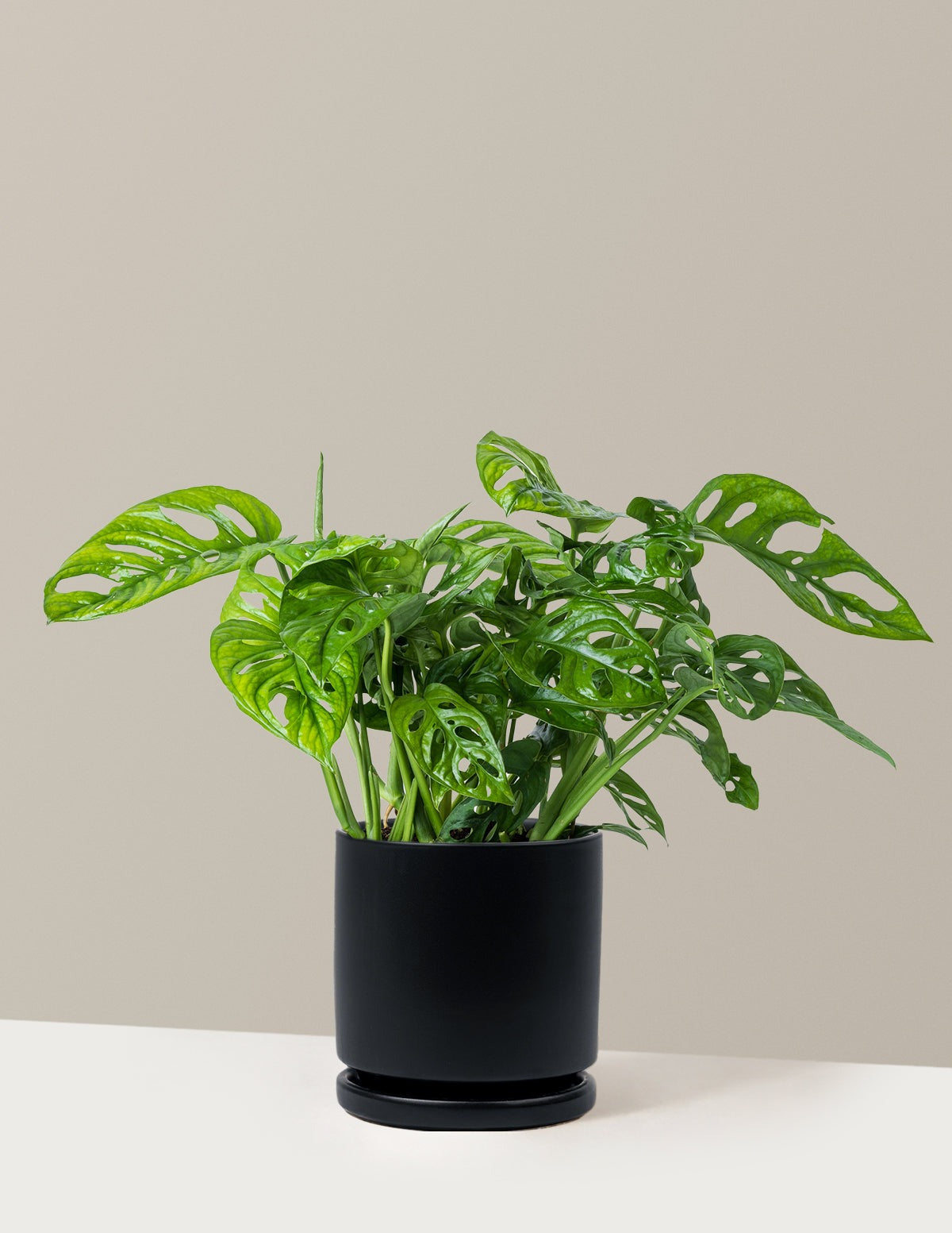 Monstera Adansonii