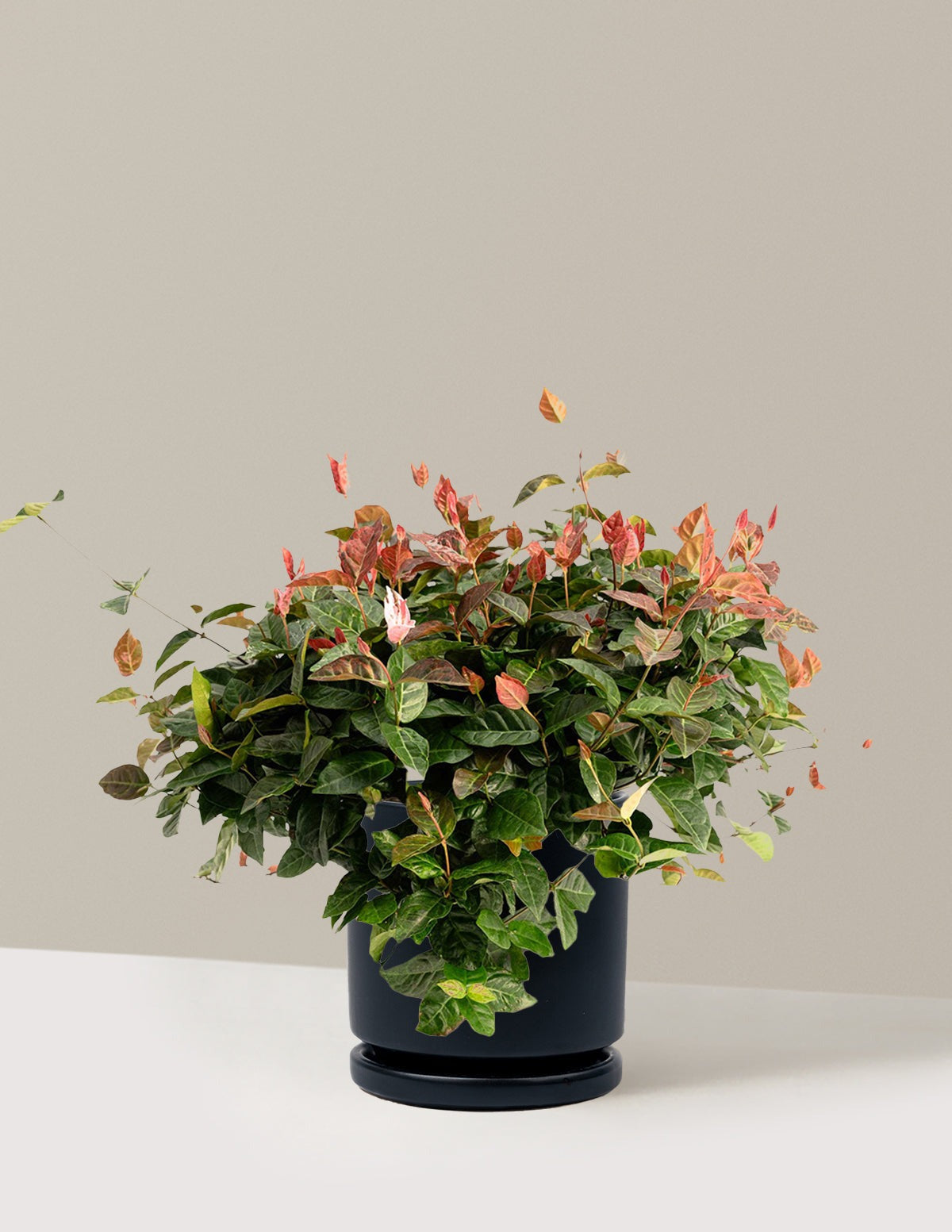 Snow-N-SummerTM Asiatic Jasmine