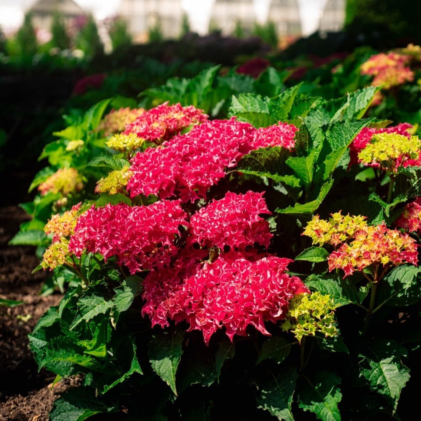 Frill RideTM Hydrangea