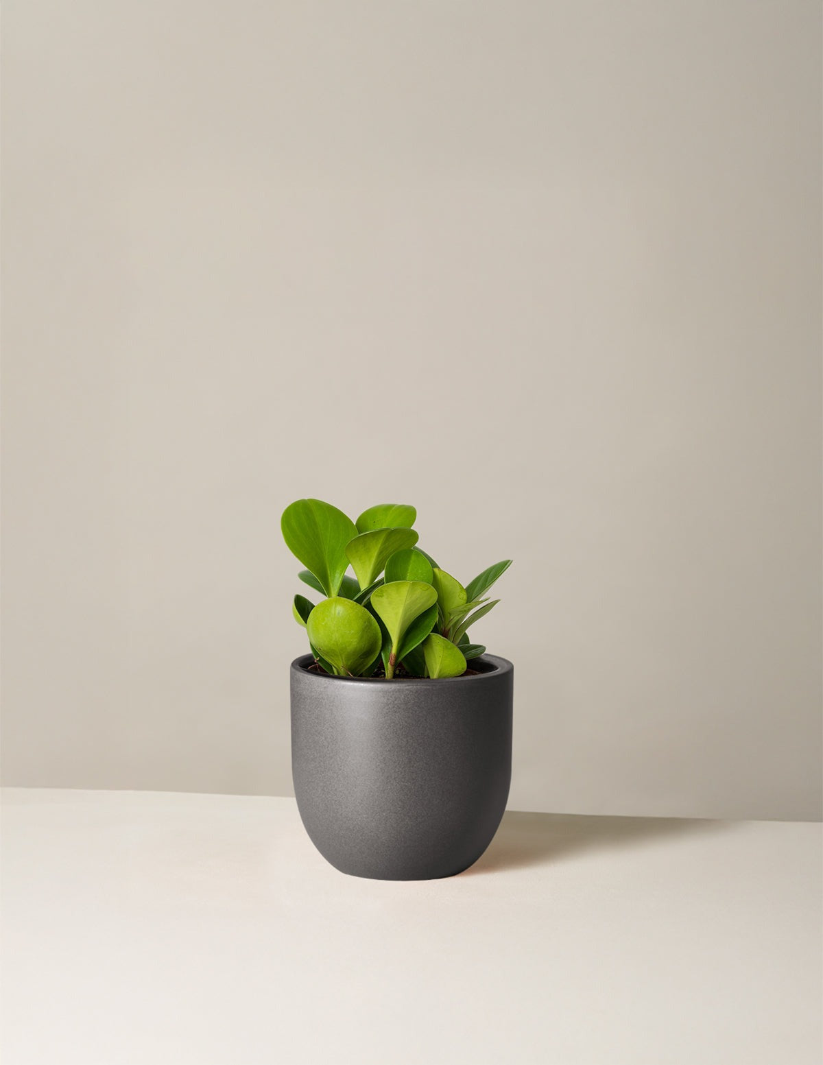 Baby Rubber Plant