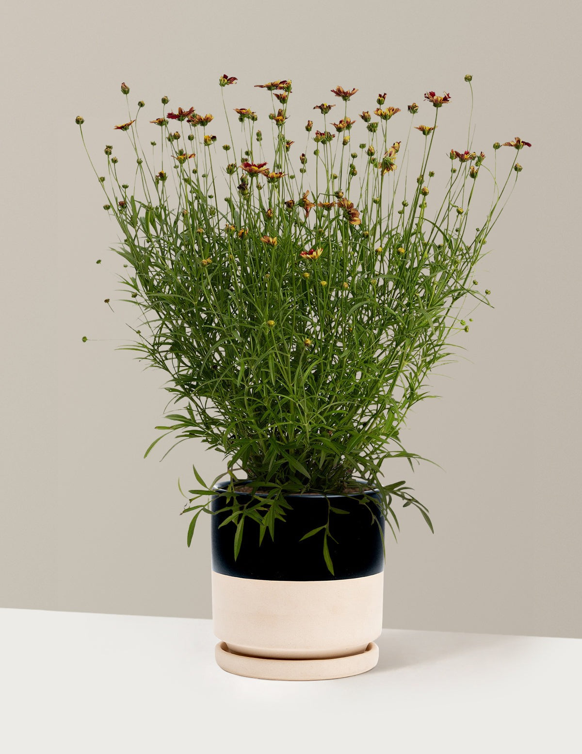 Li'l BangTM Red Elf Coreopsis