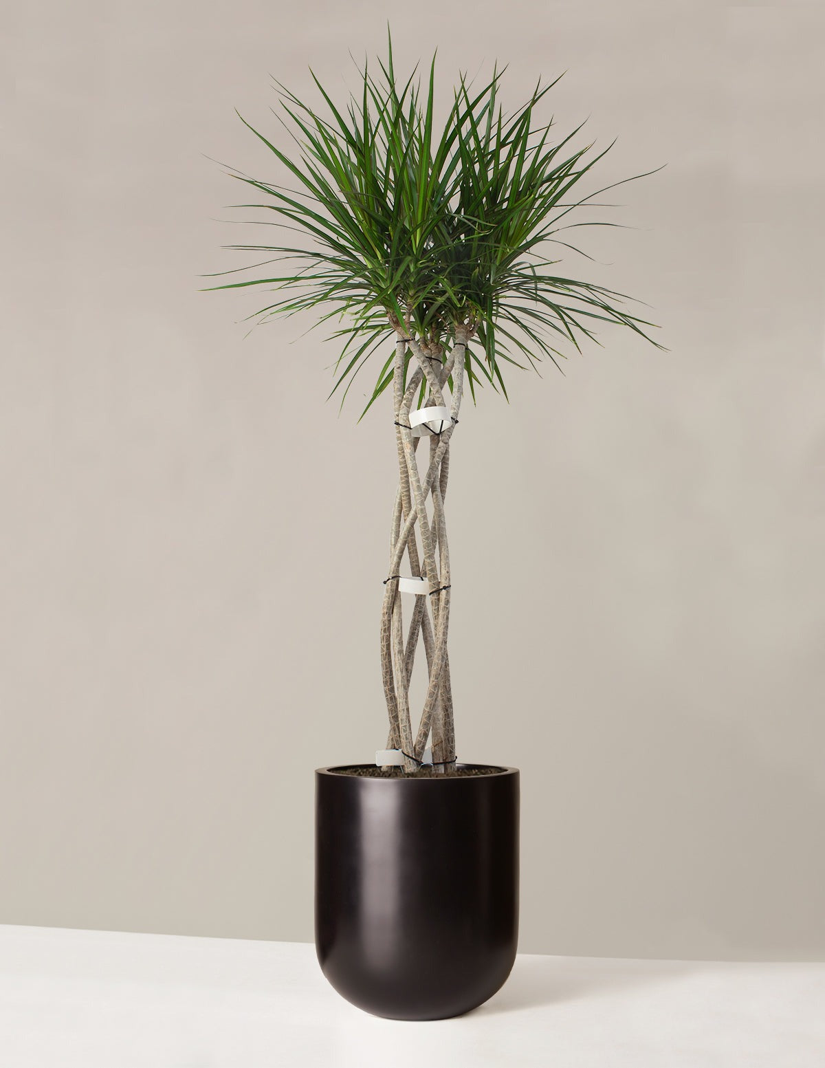Dracaena Marginata Open Weave
