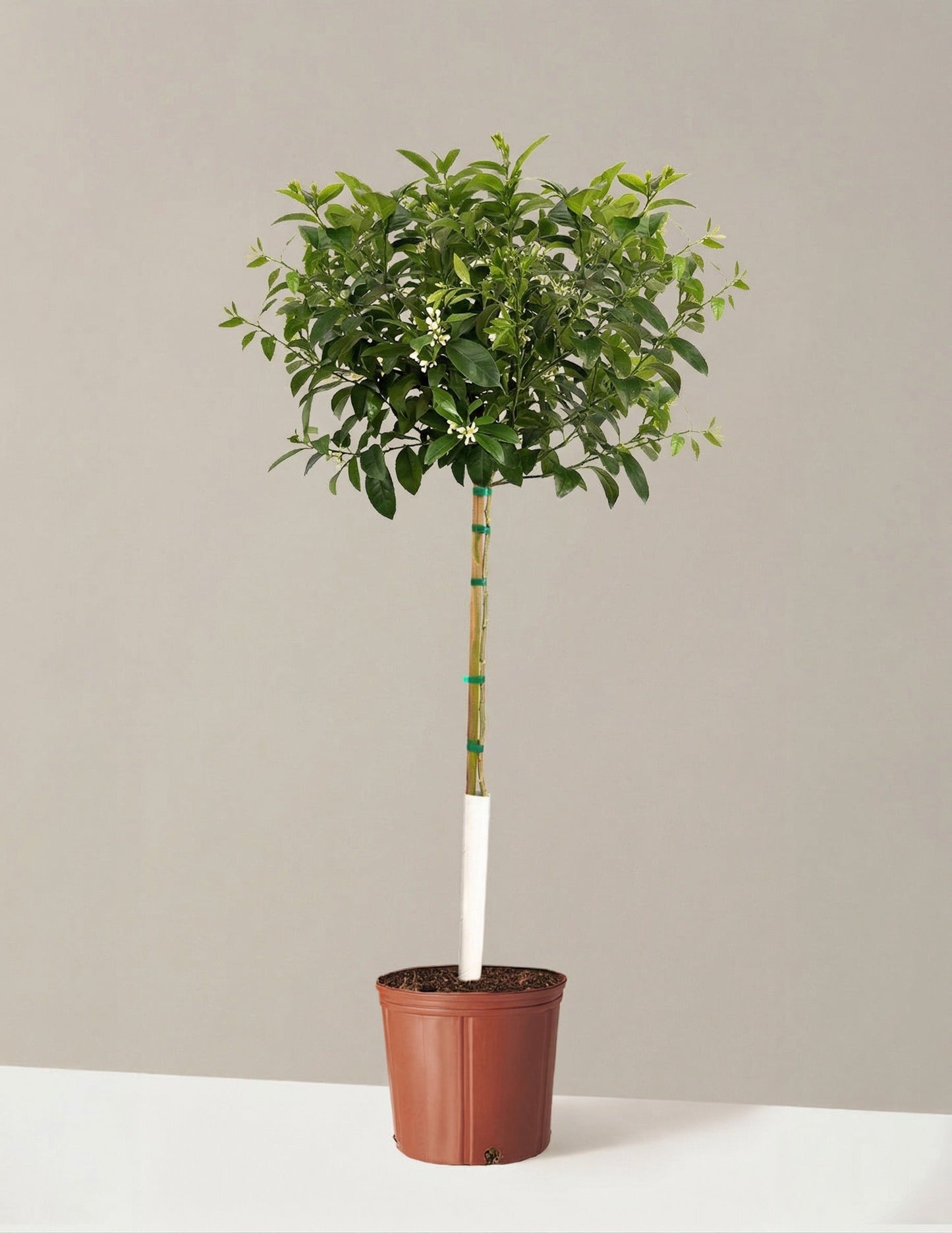 Meyer Lemon