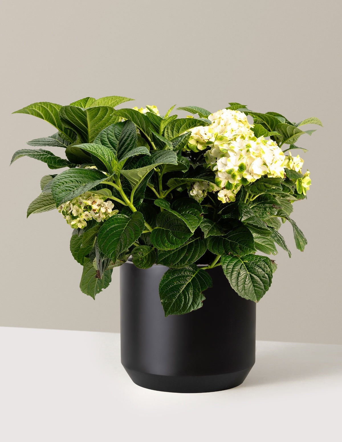 Grin and TonicTM Reblooming Hydrangea
