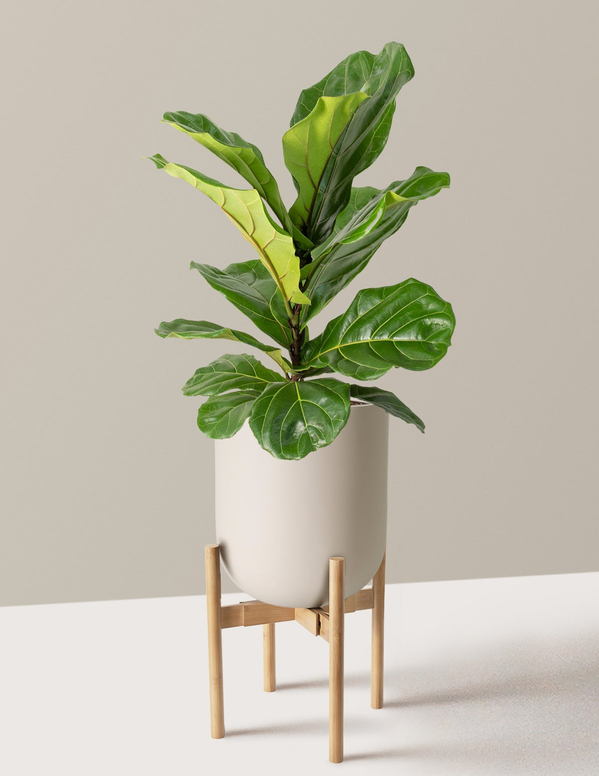 Fiddle Leaf Fig Bush