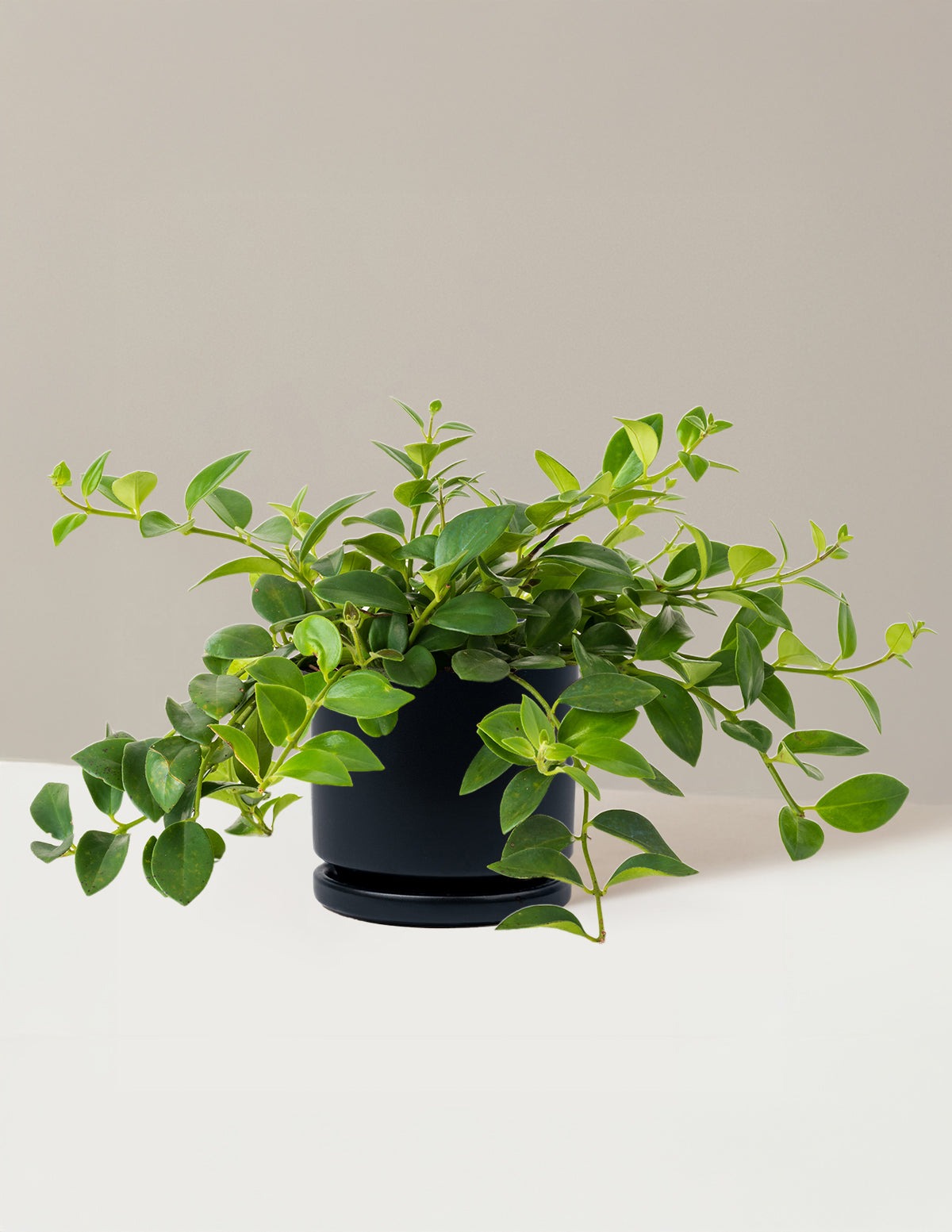 Lipstick Plant