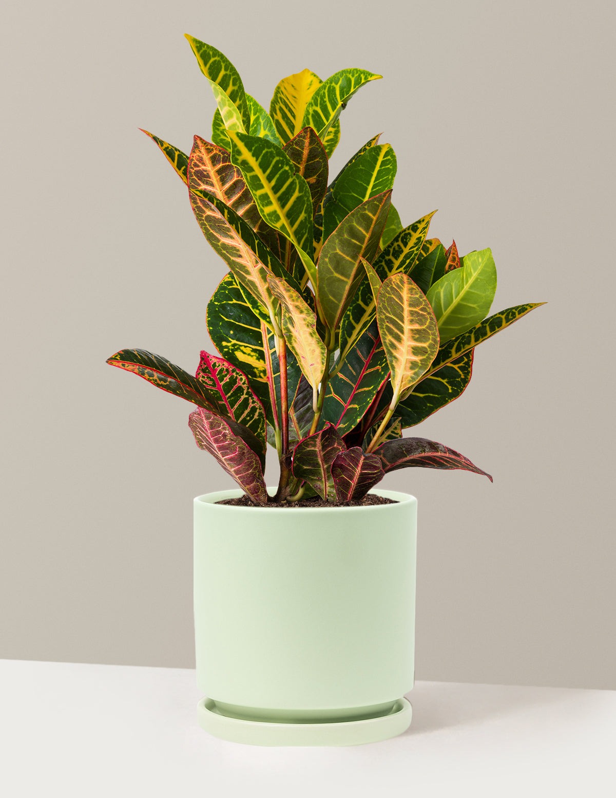 Croton Petra