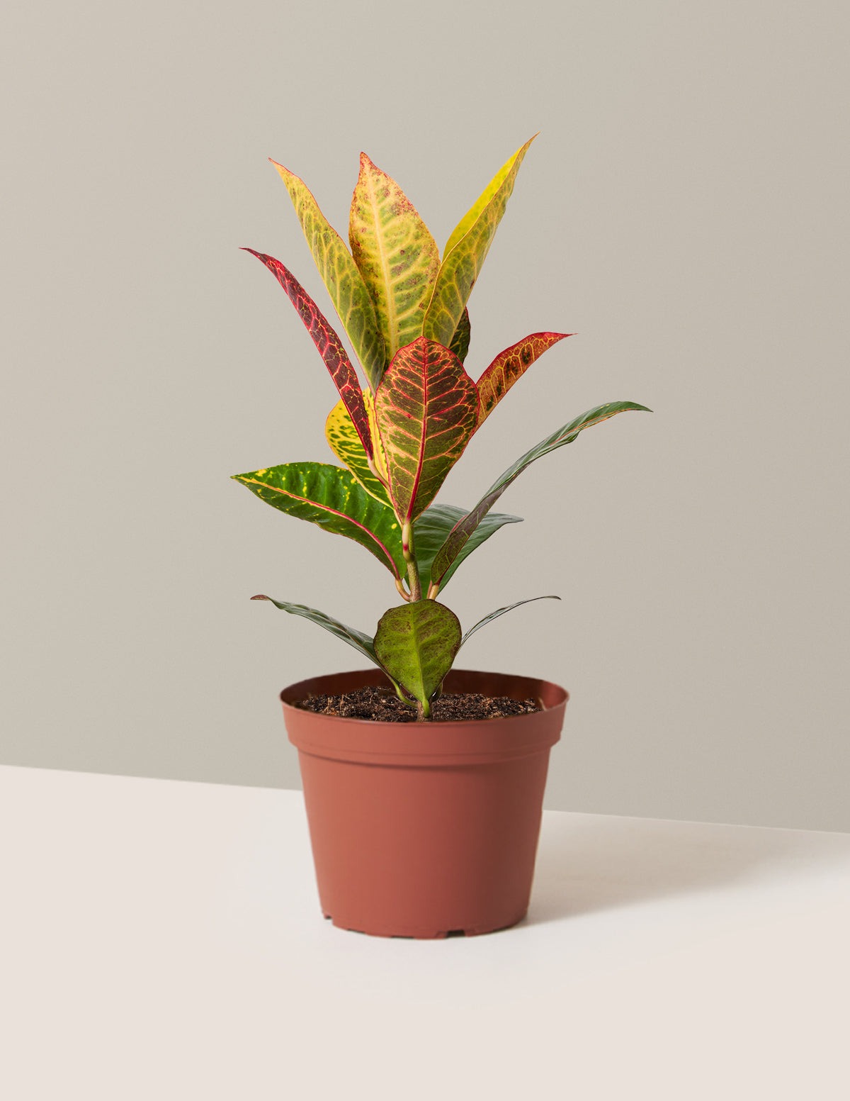 Croton Petra