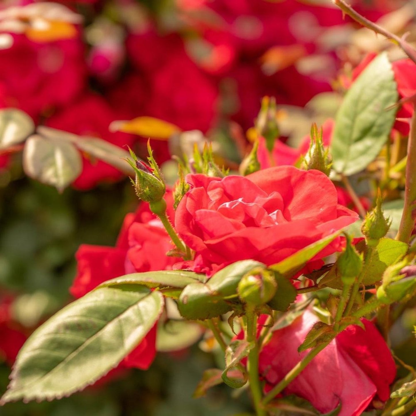 Winner's CircleTM Climbing Rose