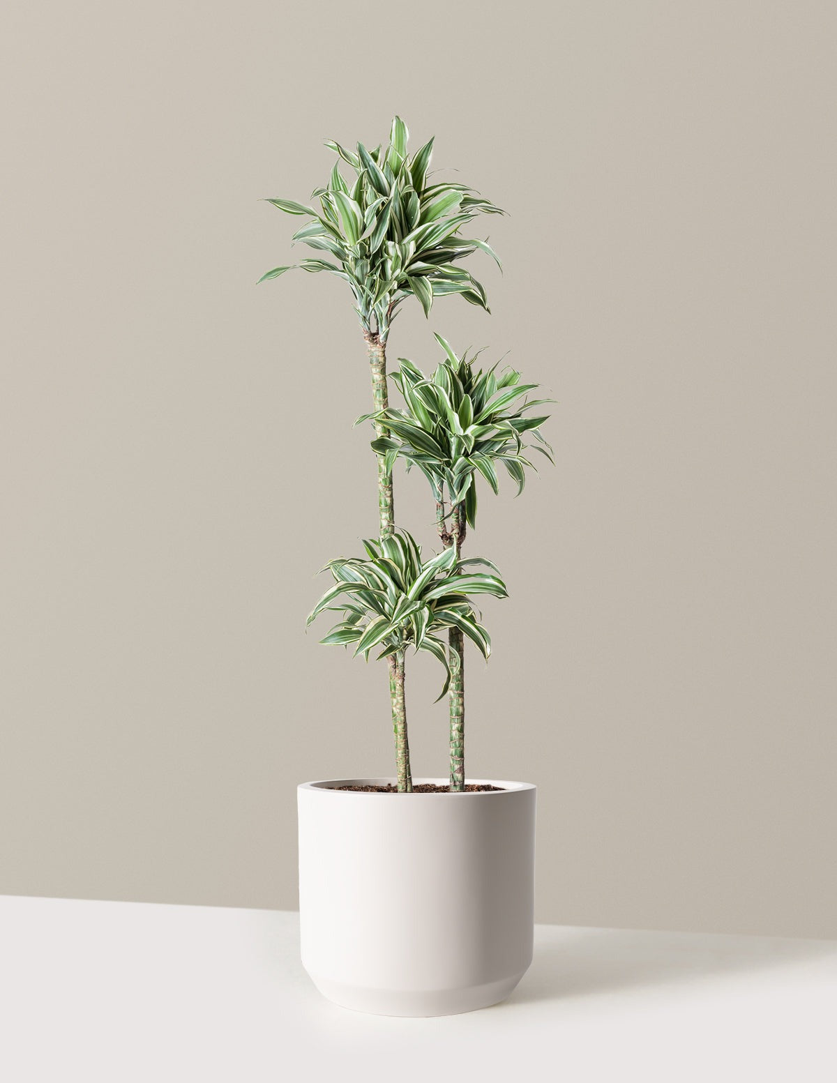 Large Dracaena Warneckii White Jewel