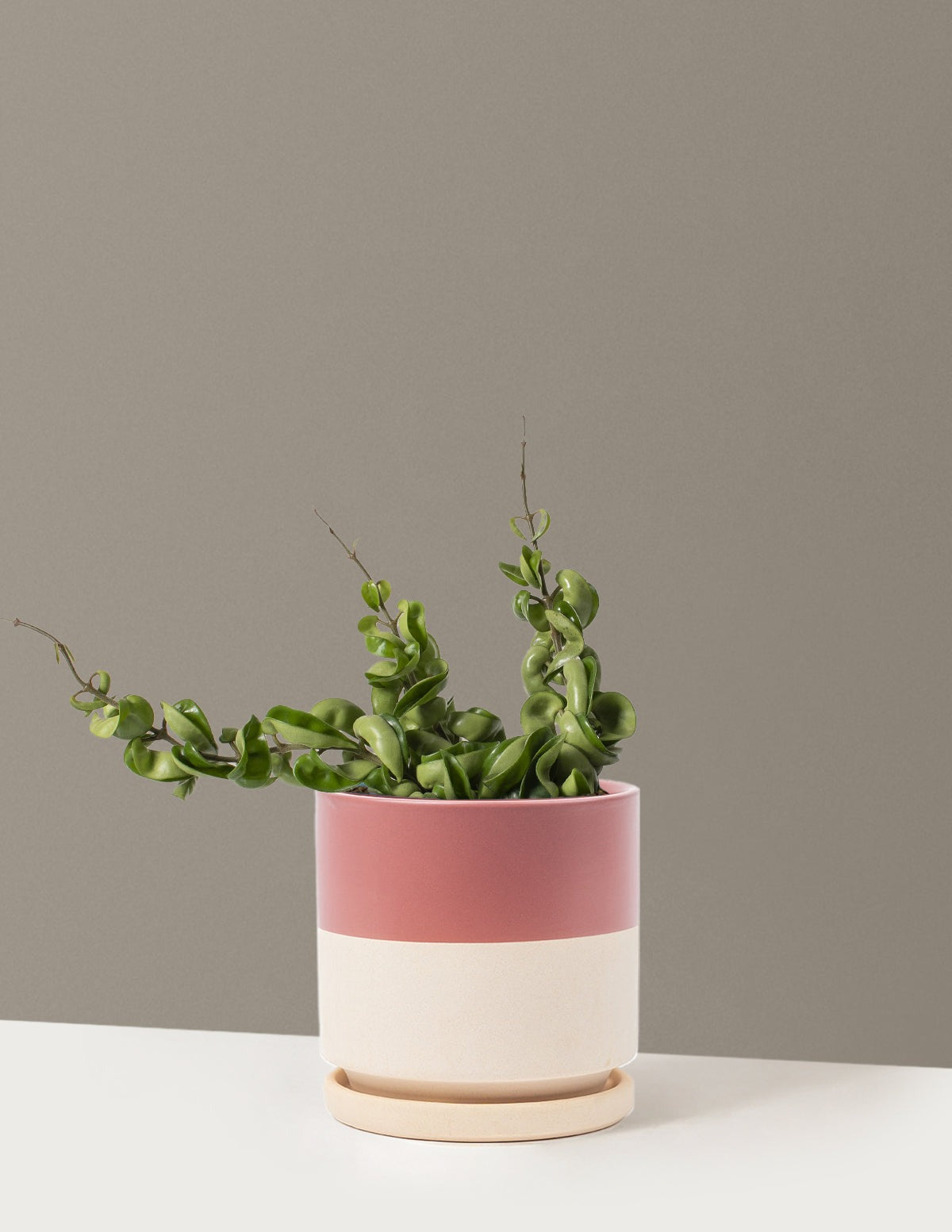 Hoya Rope