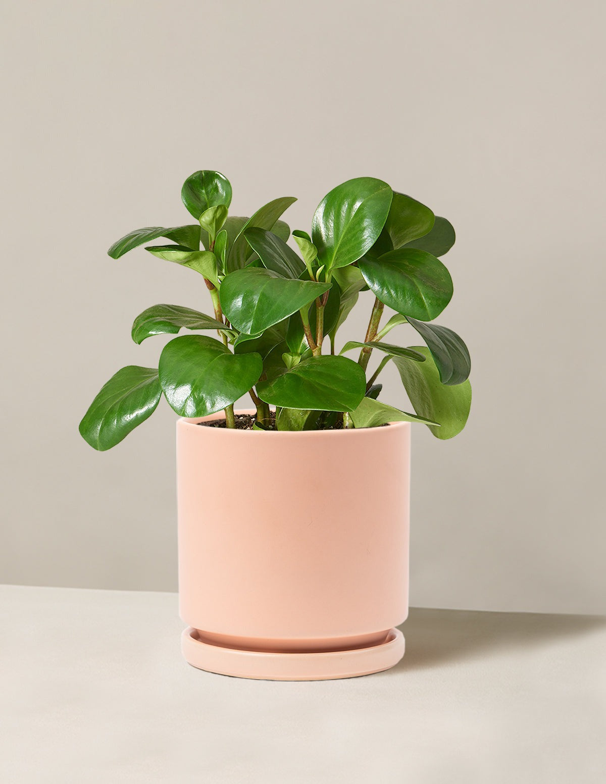 Baby Rubber Plant
