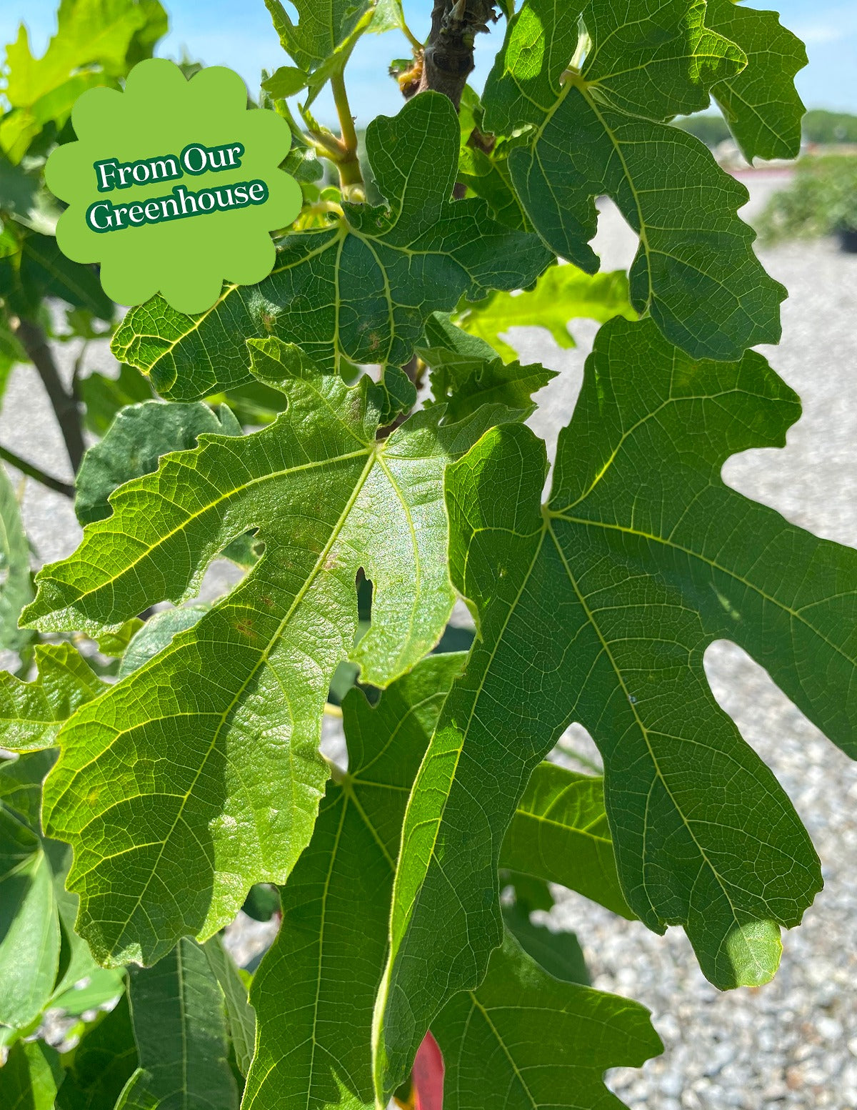 Black Mission Fig