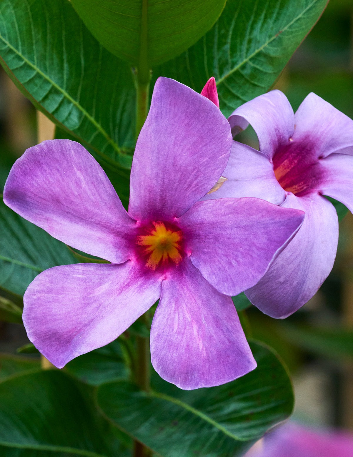 Sun Parasol® Original XP BluephoriaTM Mandevilla