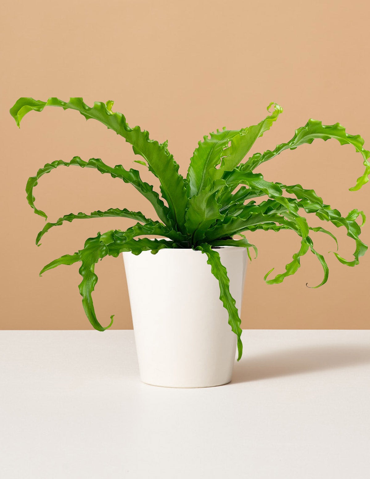 Bird's Nest Fern