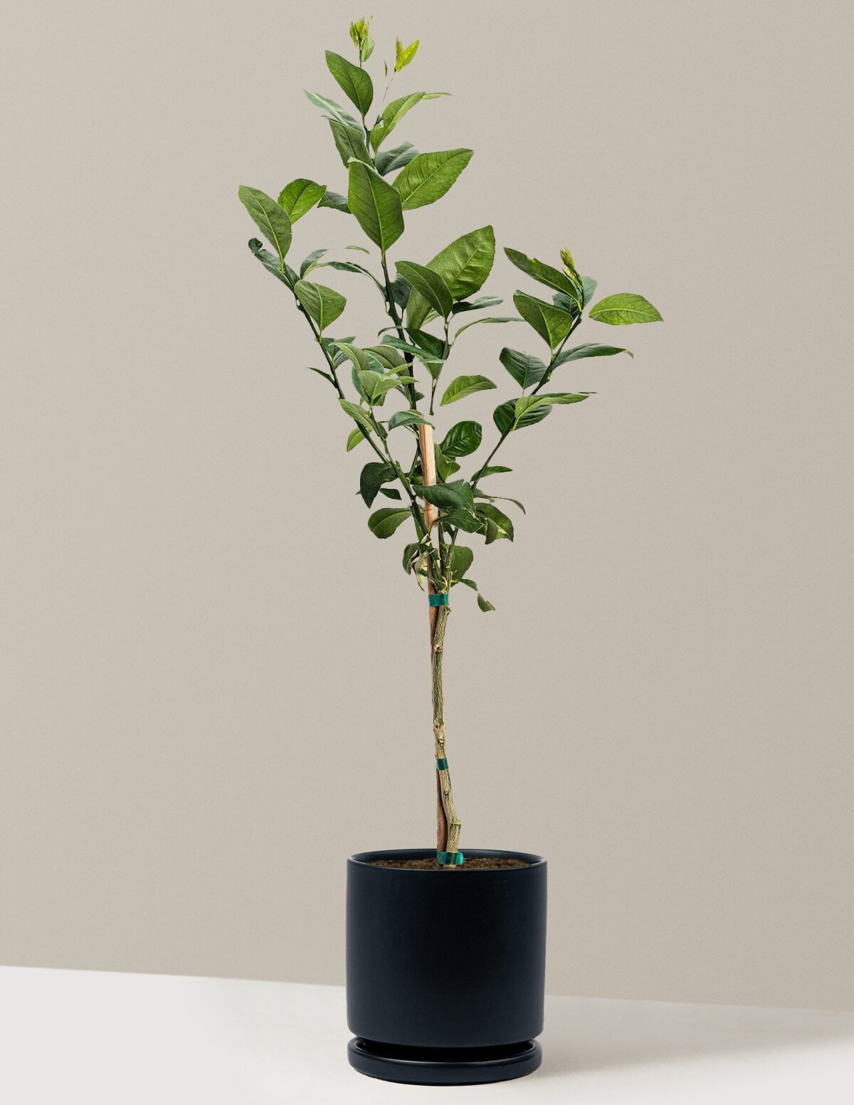 Meyer Lemon