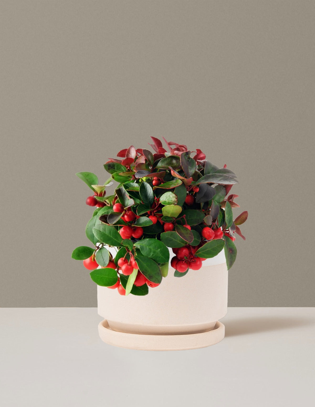 Wintergreen Cherry Berries