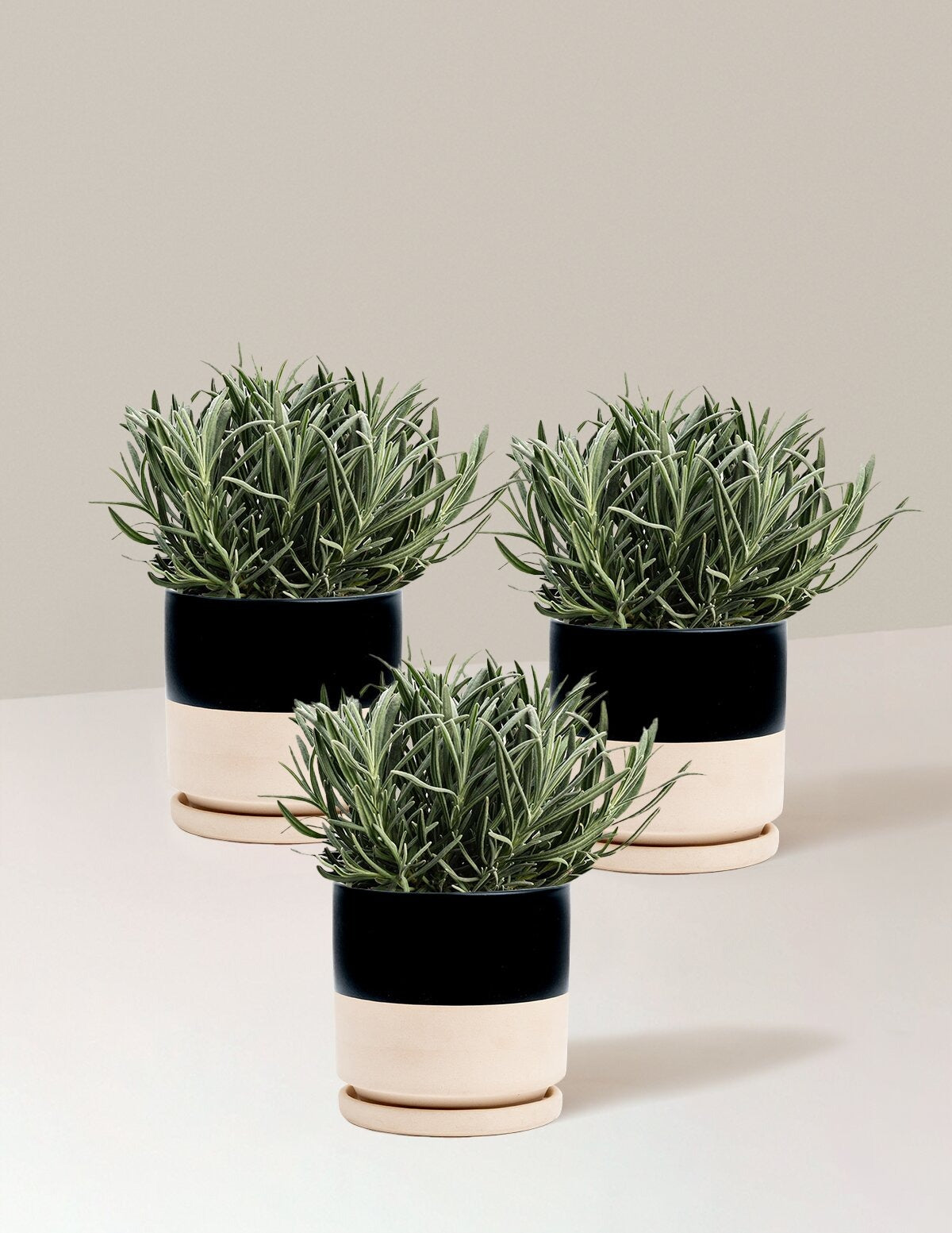 PhenomenalTM Lavender Plant