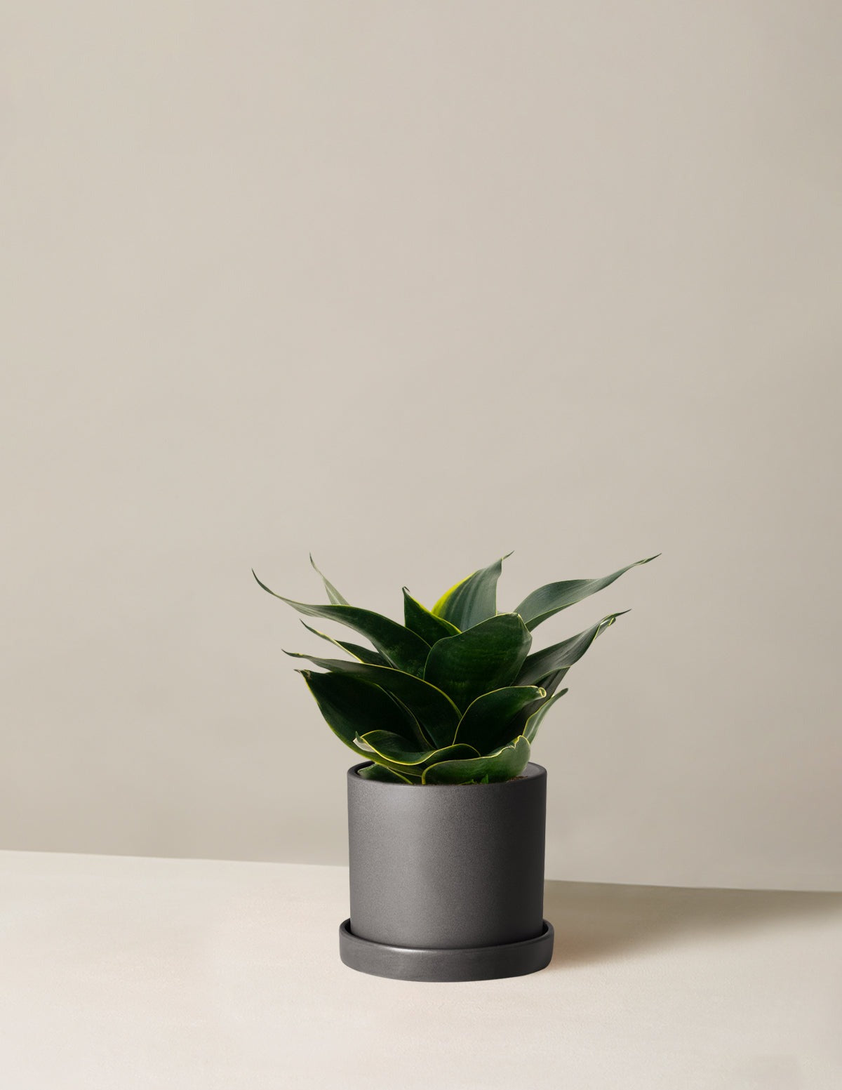 Snake Plant Hahnii