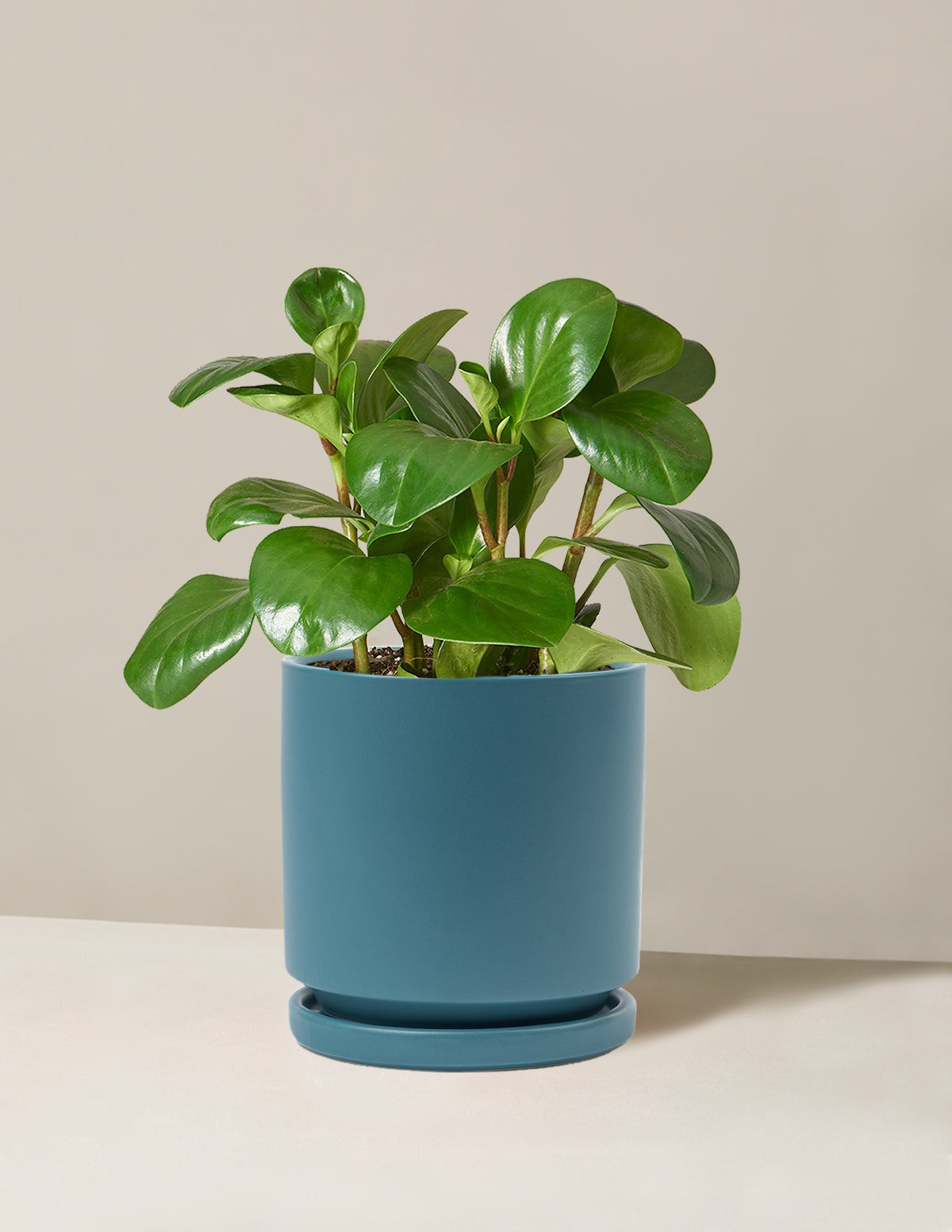 Baby Rubber Plant