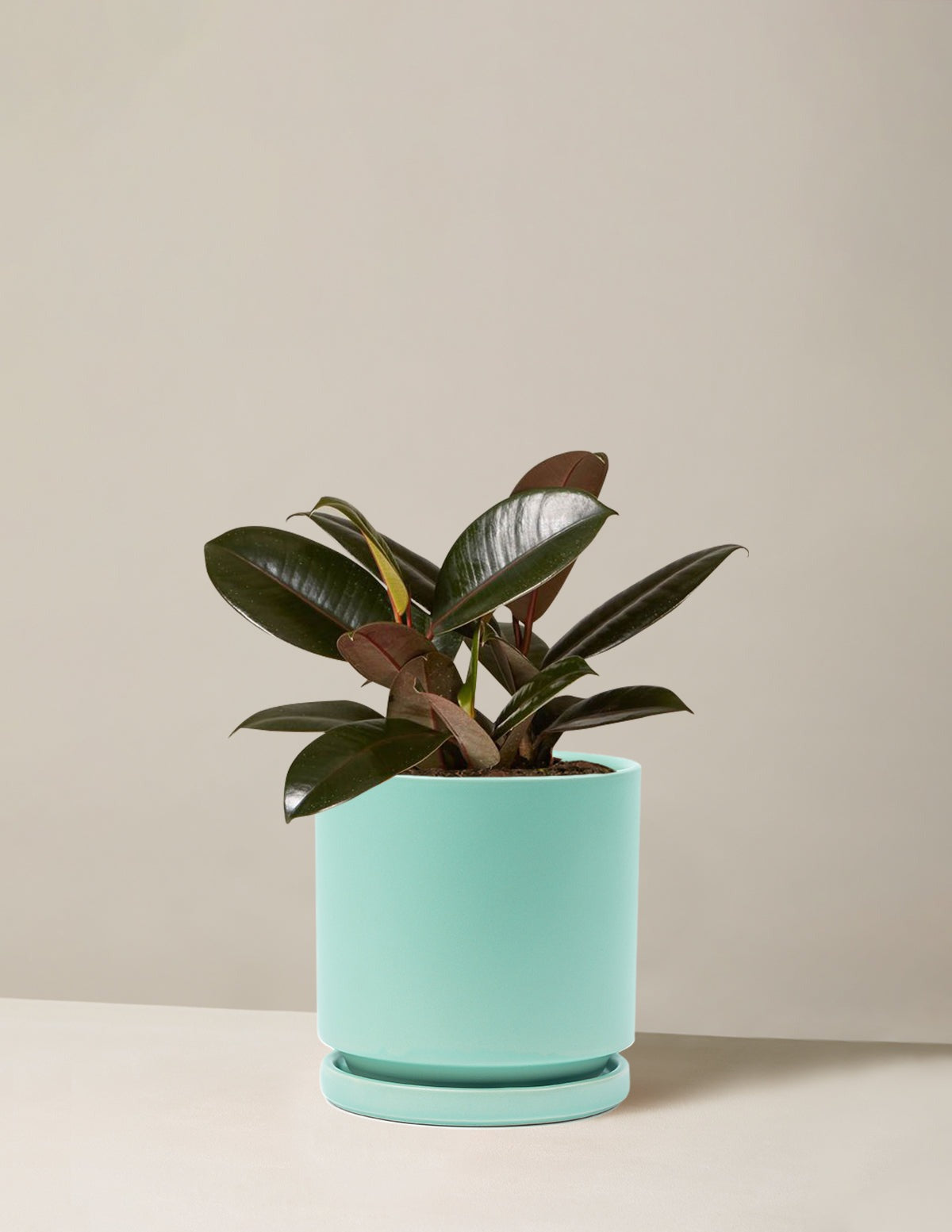Ficus Burgundy Rubber Plant
