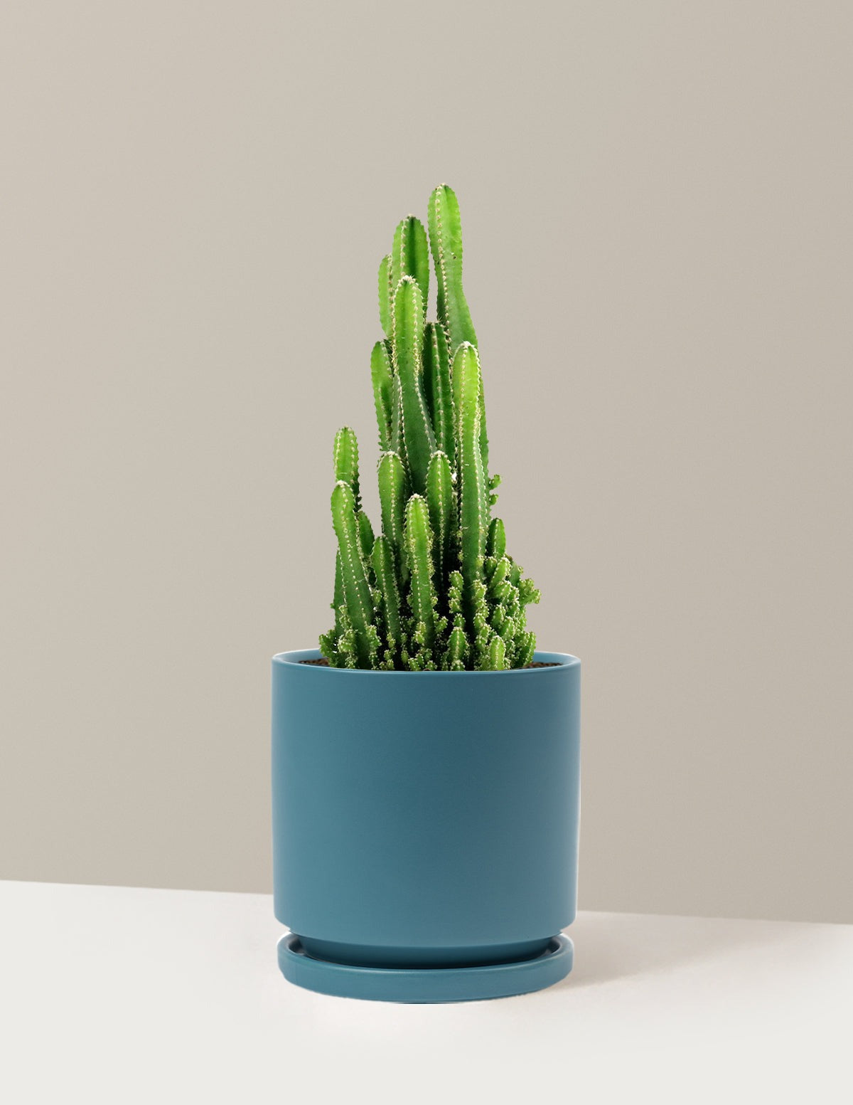 Fairy Castle Cactus