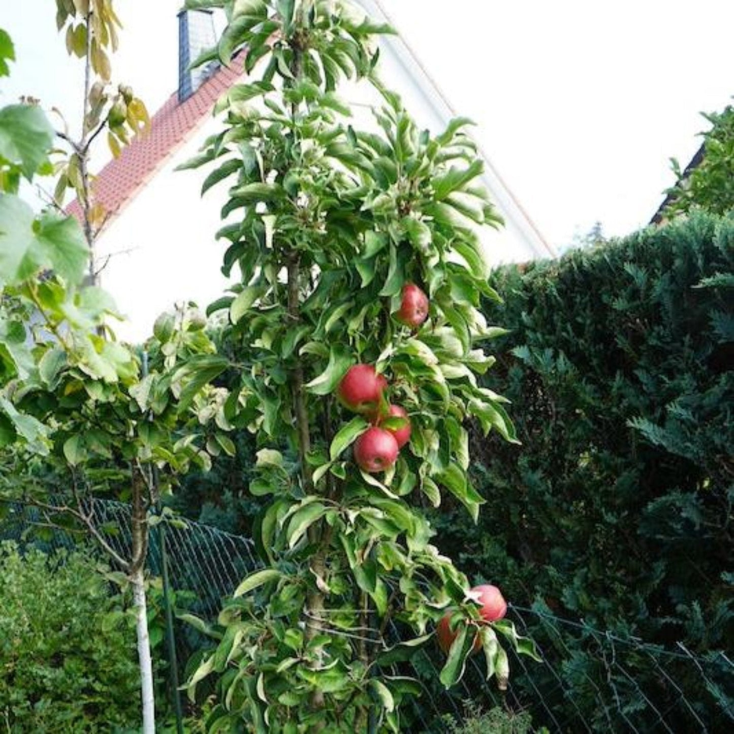 Tasty RedTM Fruit SnacksTM Apple Tree
