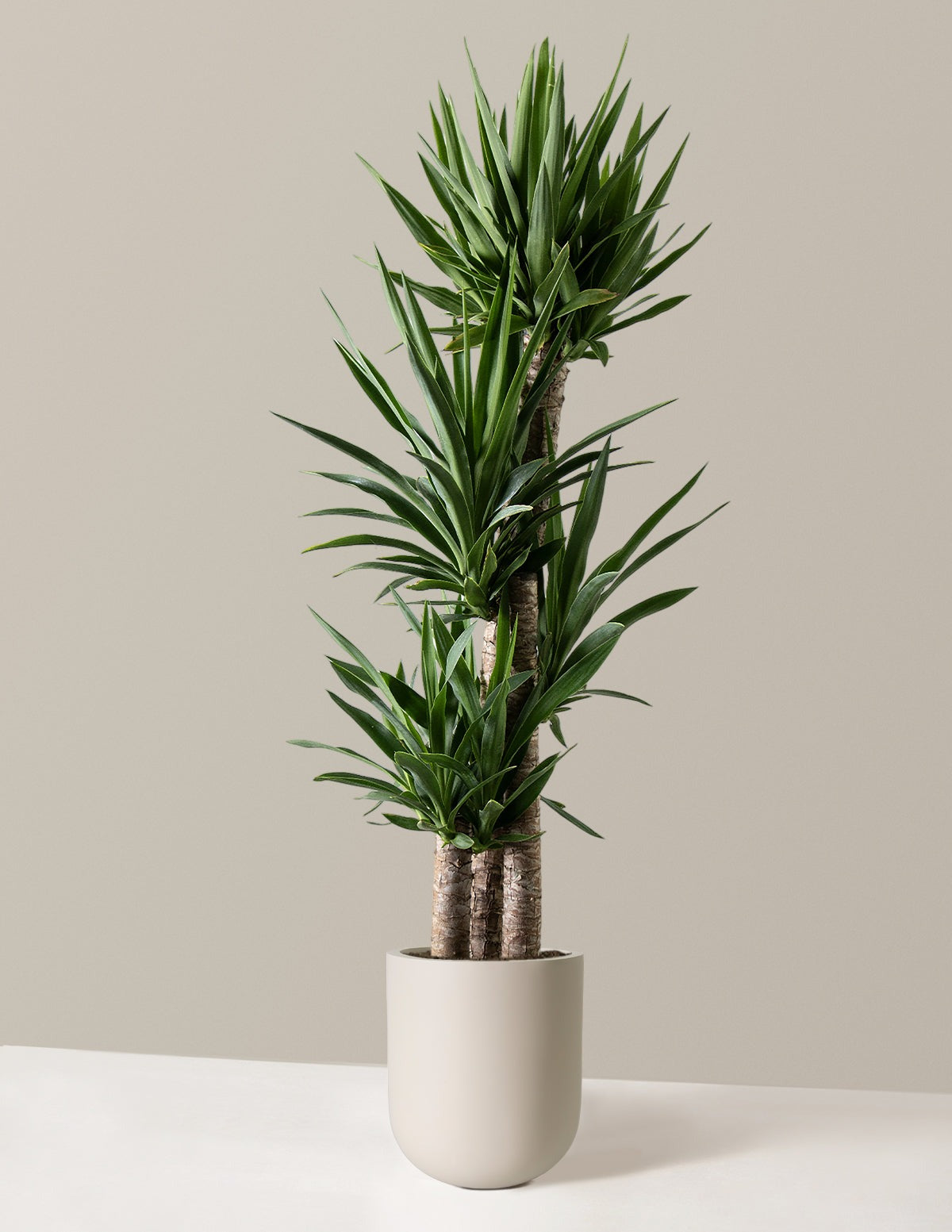 Yucca Plant Multi Stem