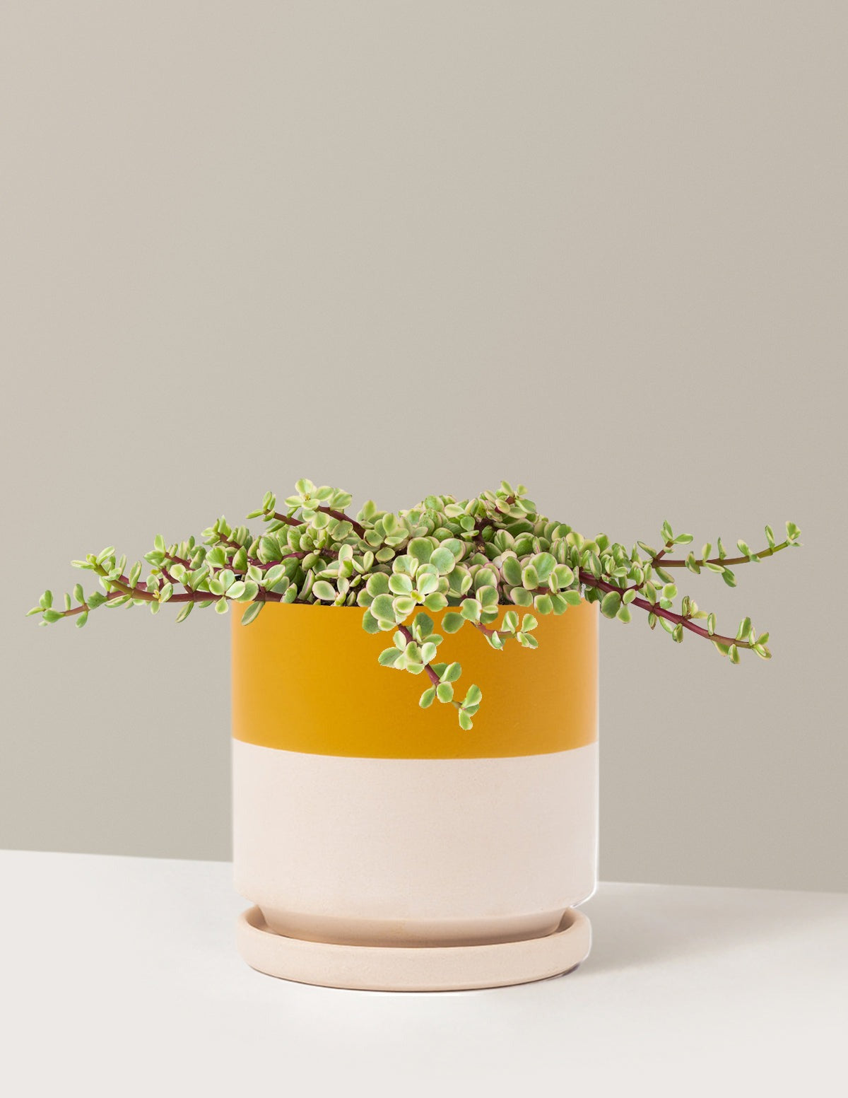 Variegated Elephant Bush Prosperity Plant
