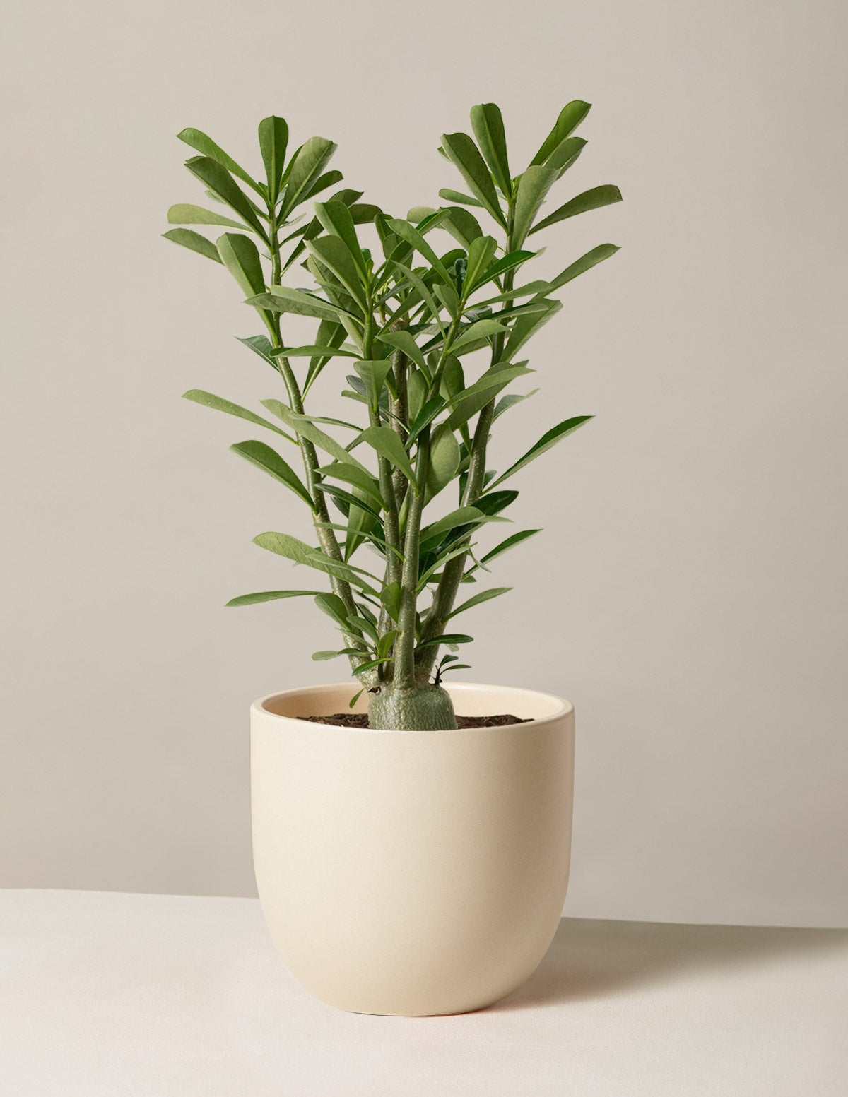 Desert Rose