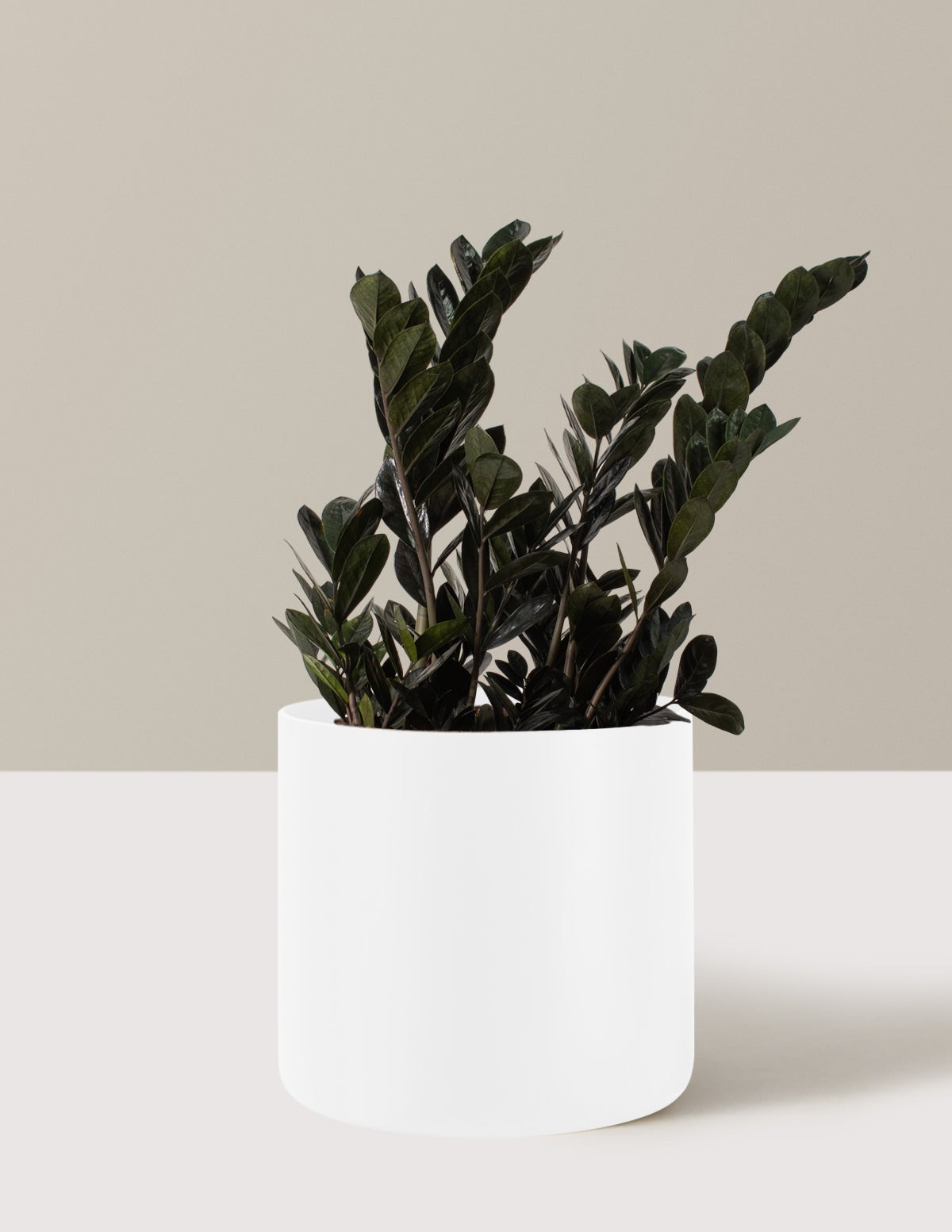 Black ZZ Plant