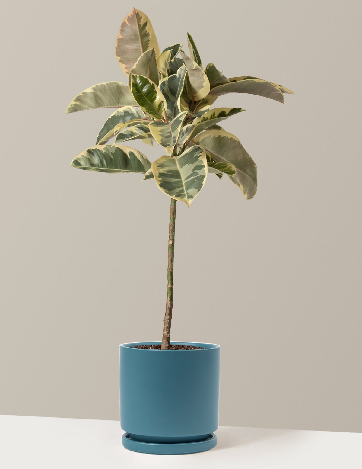 Ficus Tineke Tree