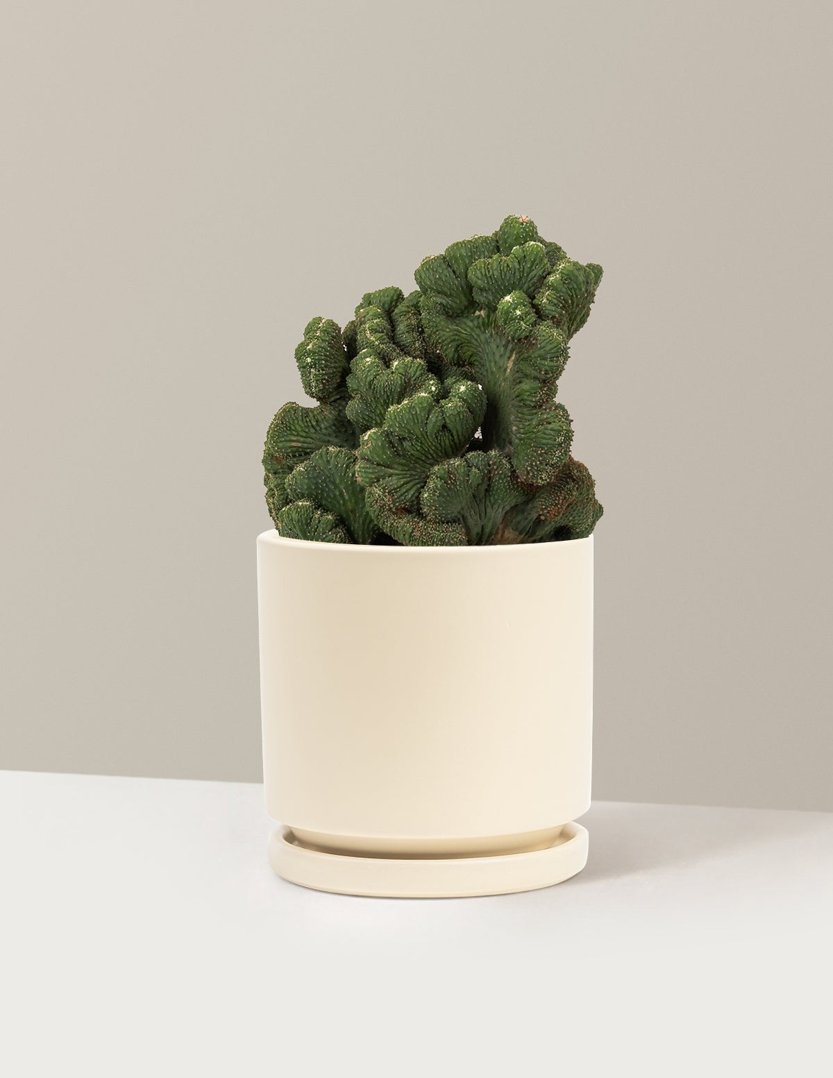 Cereus Green Coral Cactus