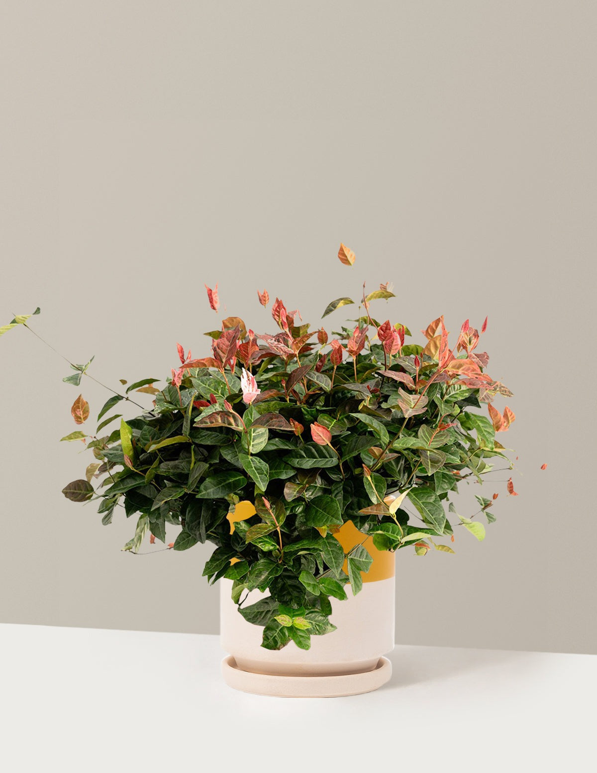 Snow-N-SummerTM Asiatic Jasmine