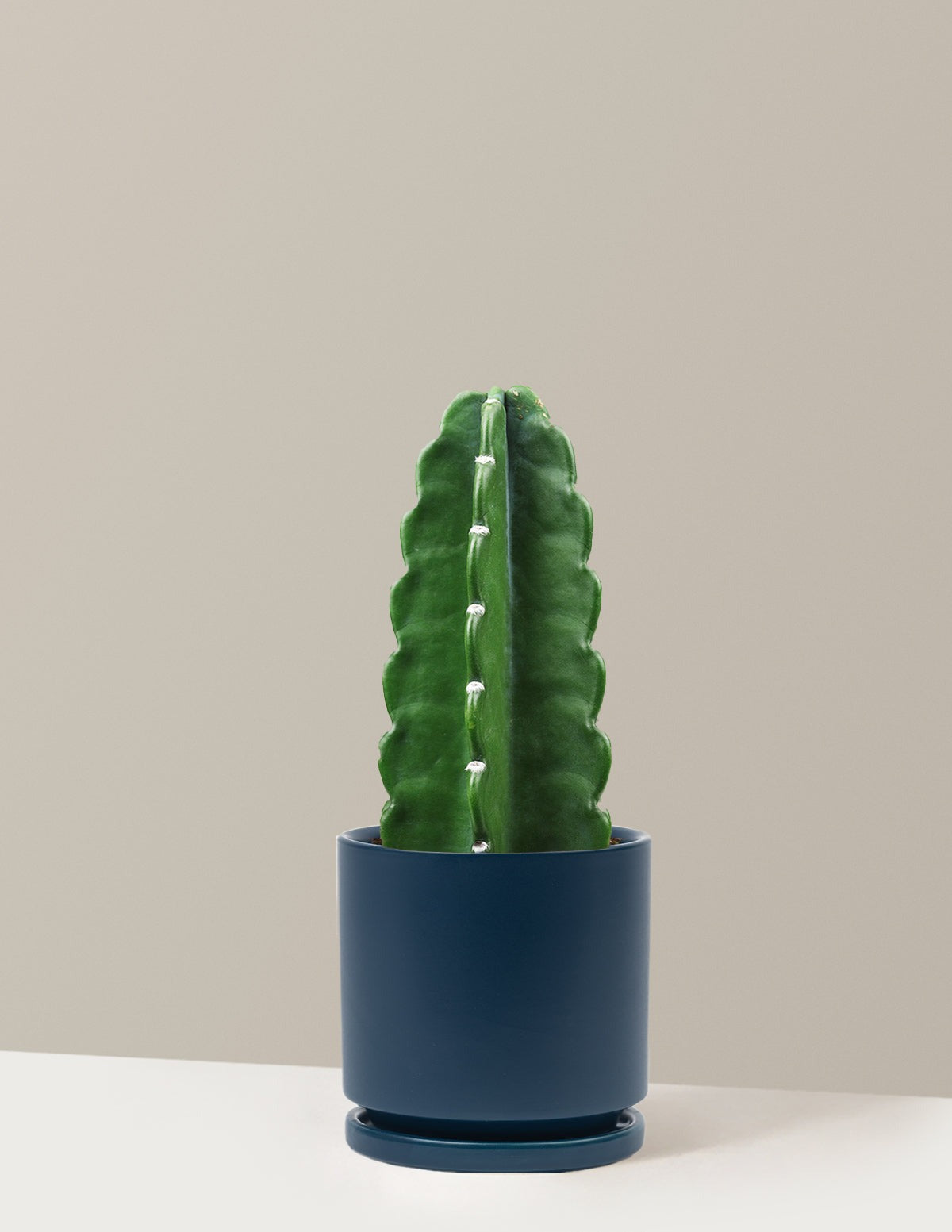 Cuddly Cactus