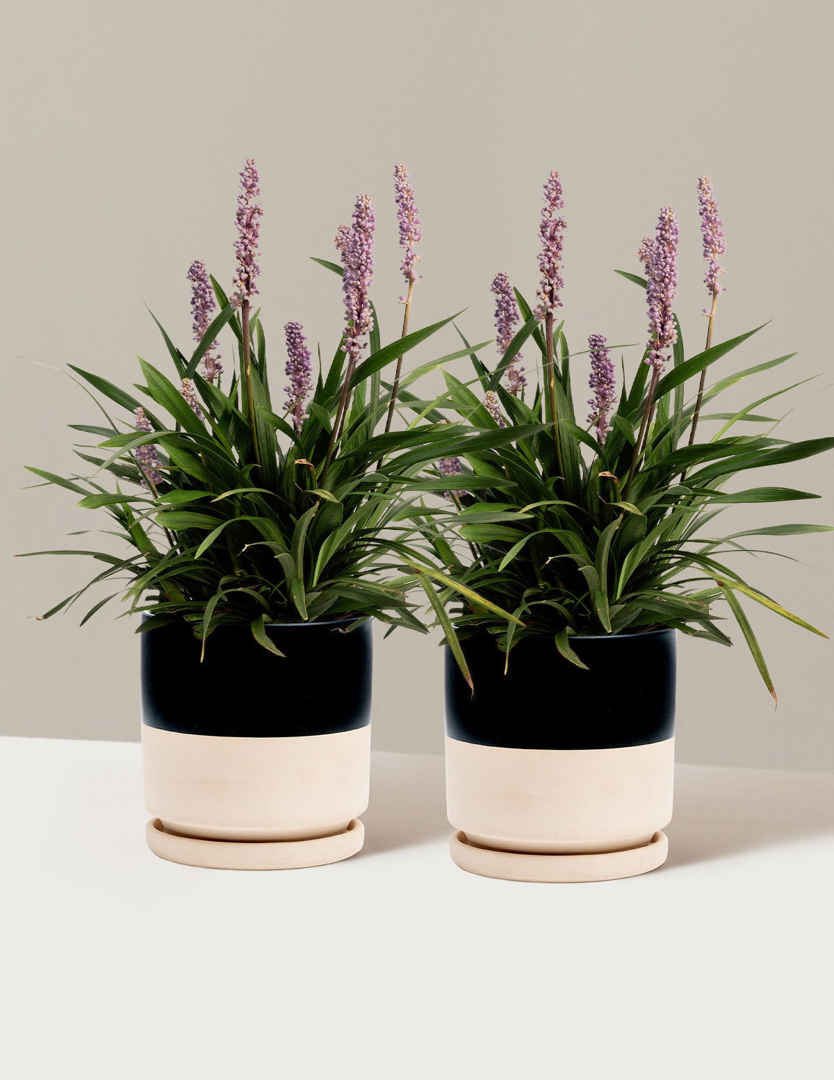 Purple ExplosionTM Lilyturf