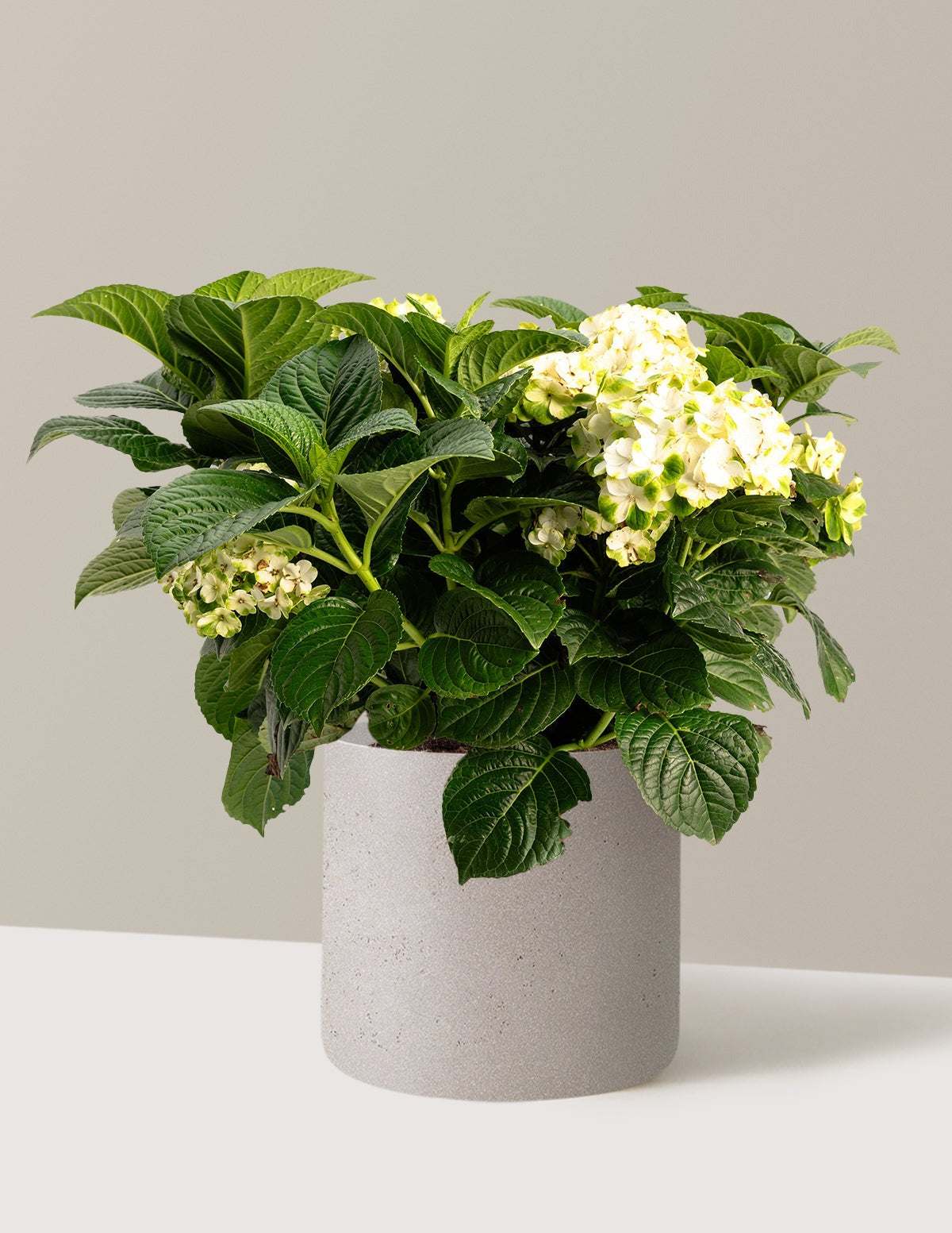 Grin and TonicTM Reblooming Hydrangea