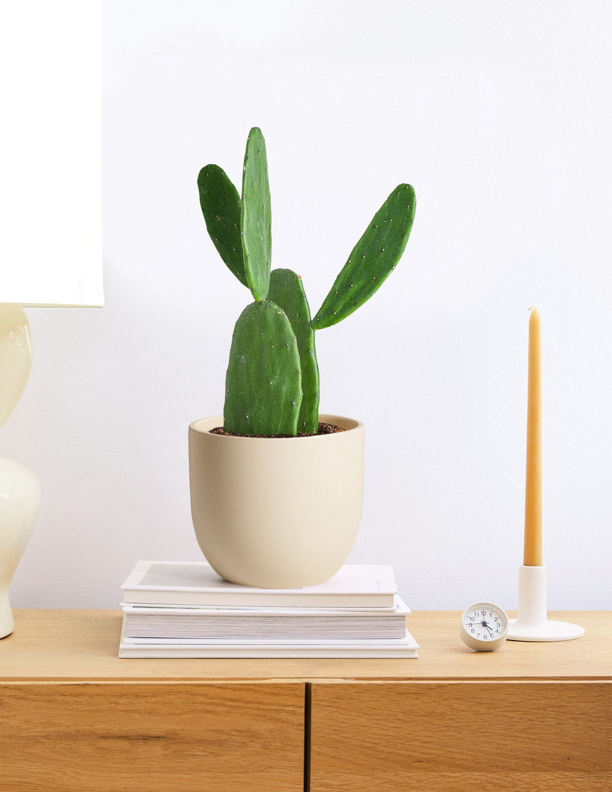 Prickly Pear Cactus