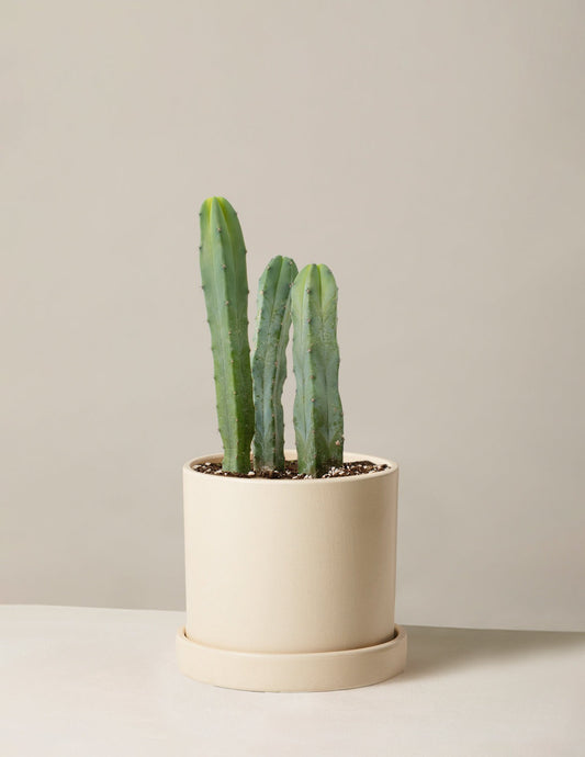 Blue Candle Cactus