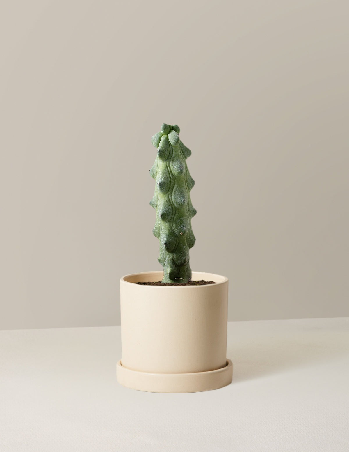 Boobie Cactus